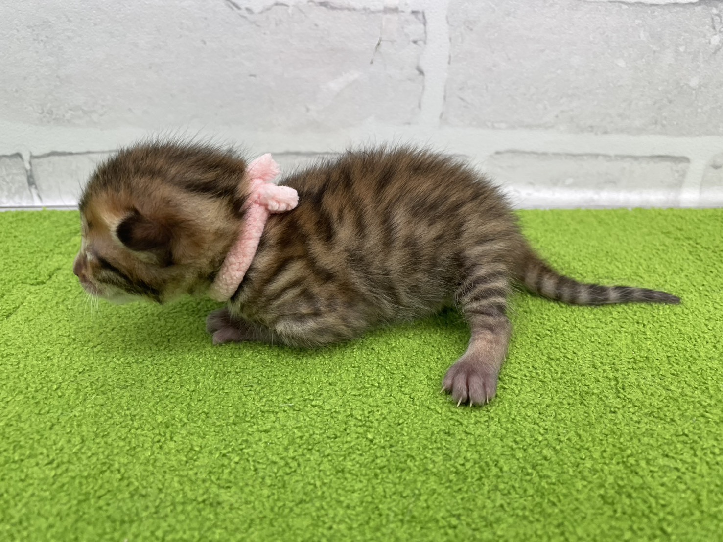 赤ちゃん写真1-2