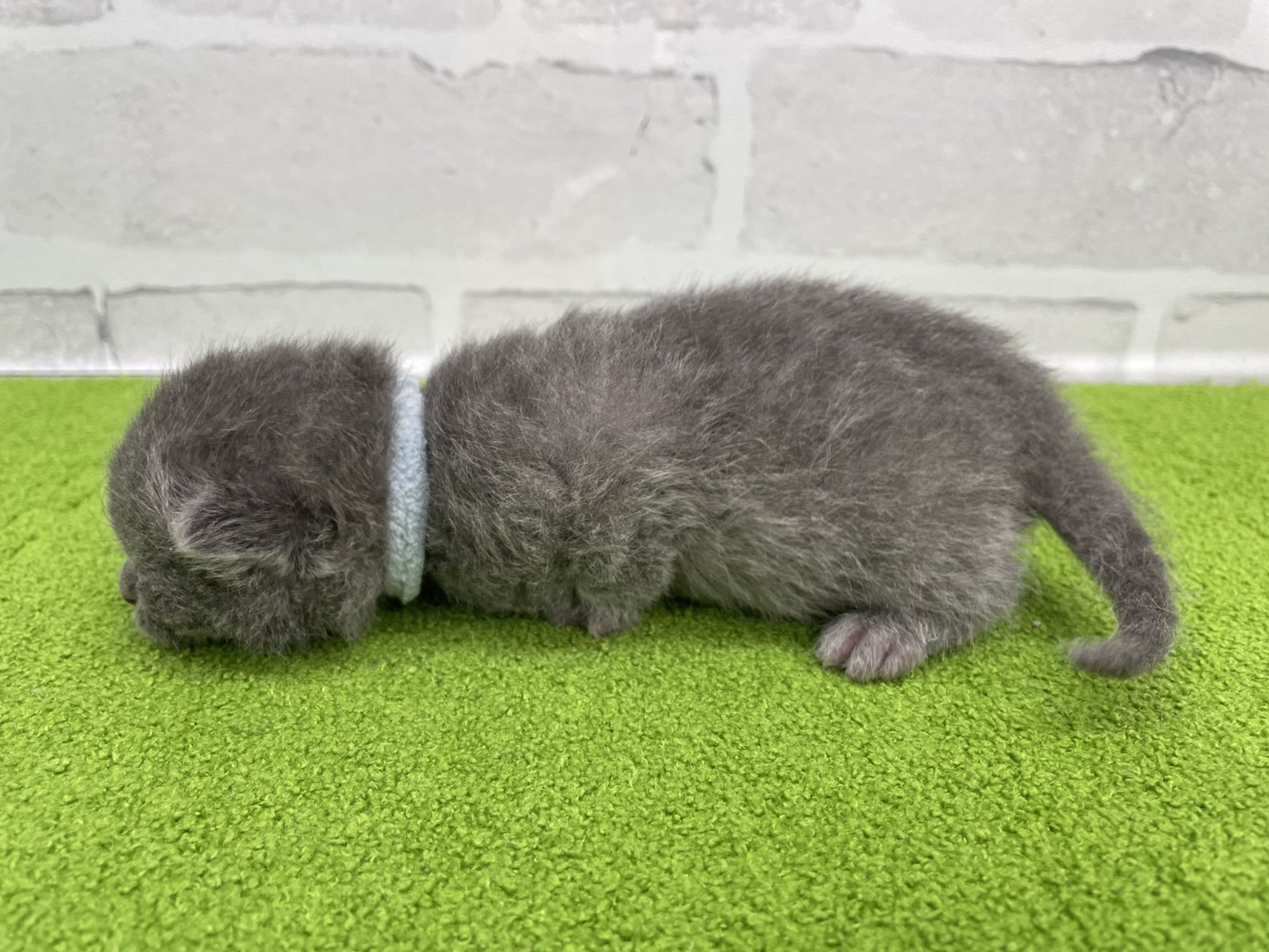 赤ちゃん写真1-2
