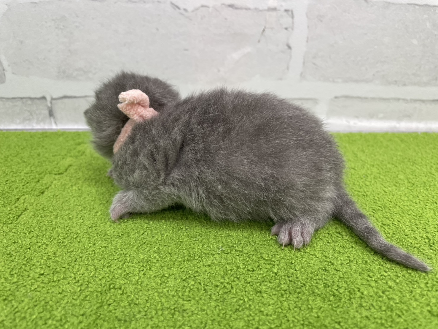 赤ちゃん写真1-2