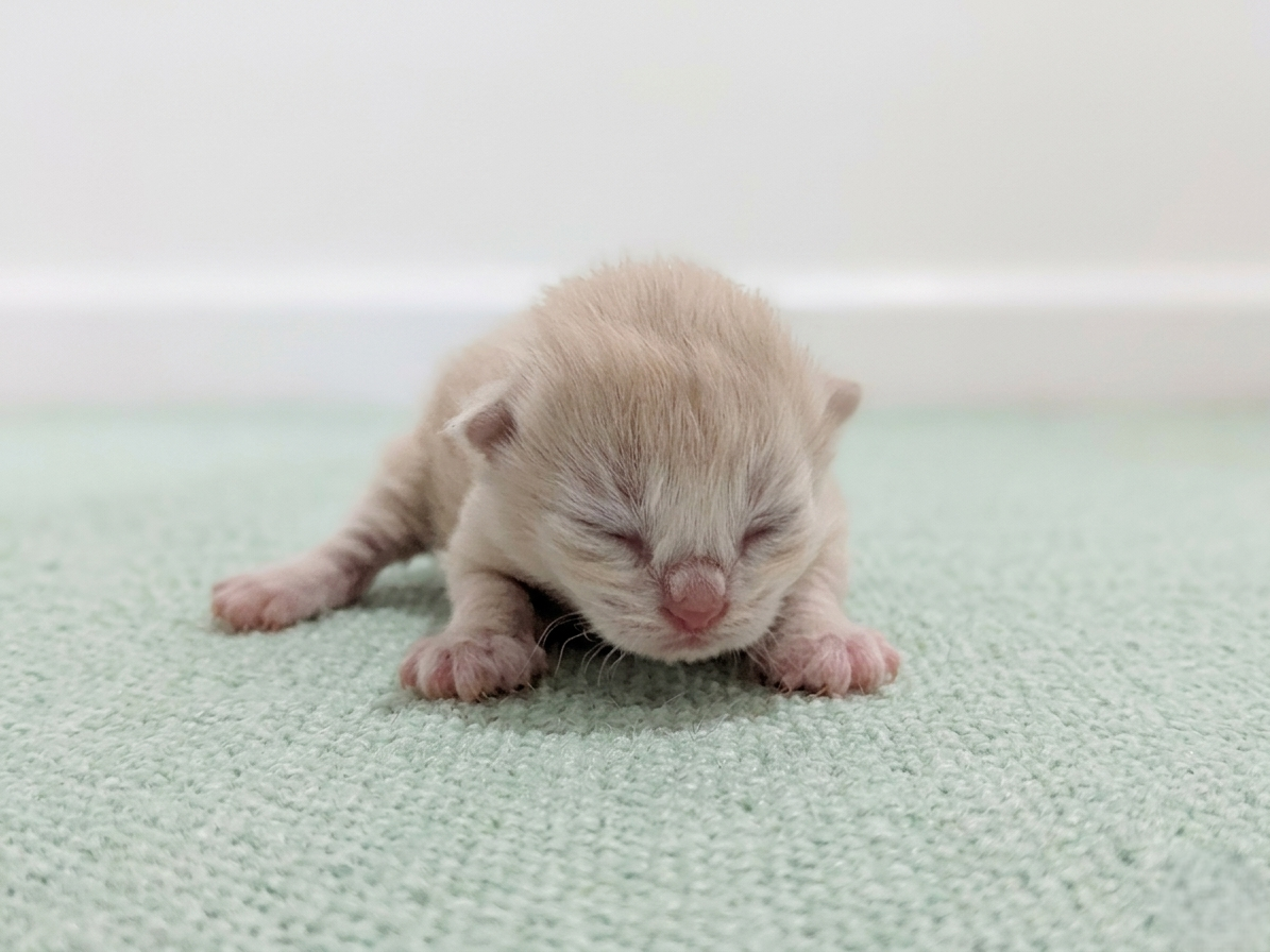 赤ちゃん写真1-1