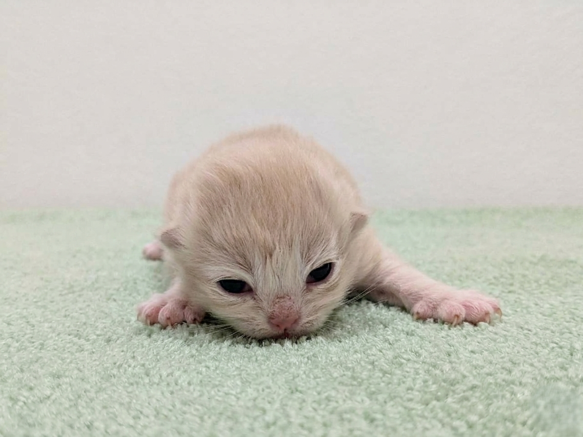 赤ちゃん写真1-1