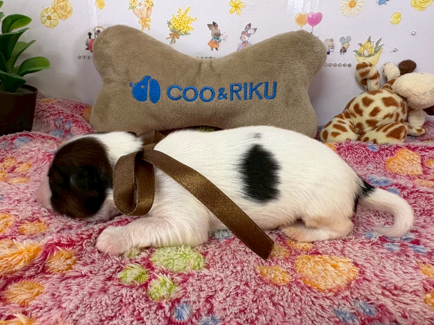 赤ちゃん写真1-2
