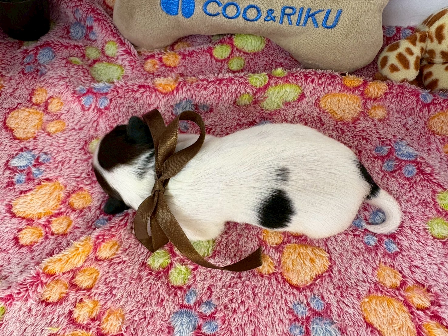 赤ちゃん写真1-3