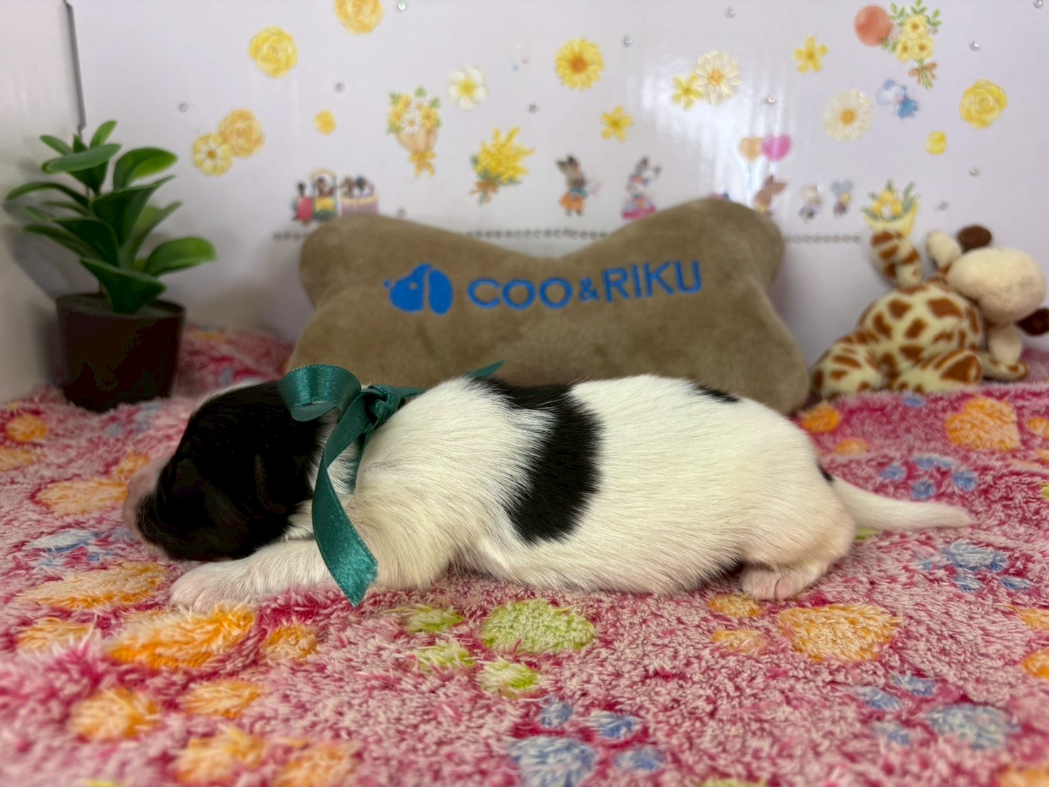 赤ちゃん写真1-2