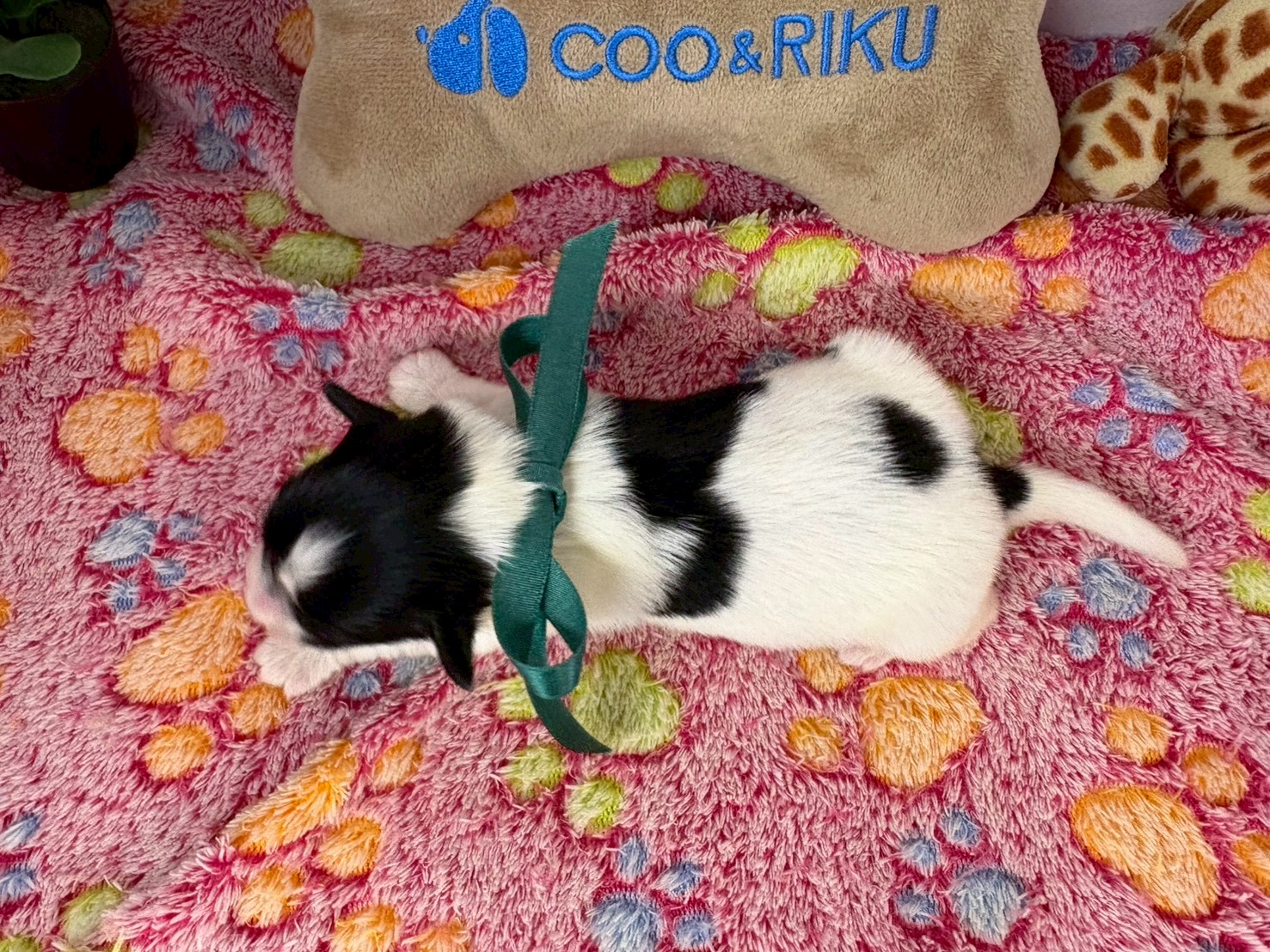 赤ちゃん写真1-3