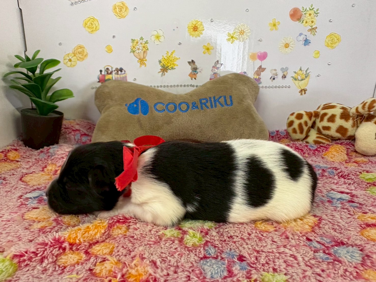 赤ちゃん写真1-2