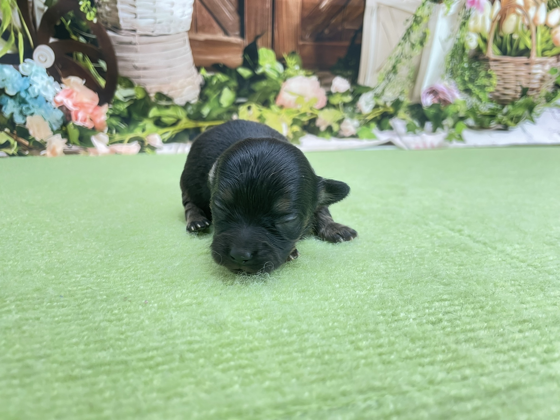 赤ちゃん写真1-1
