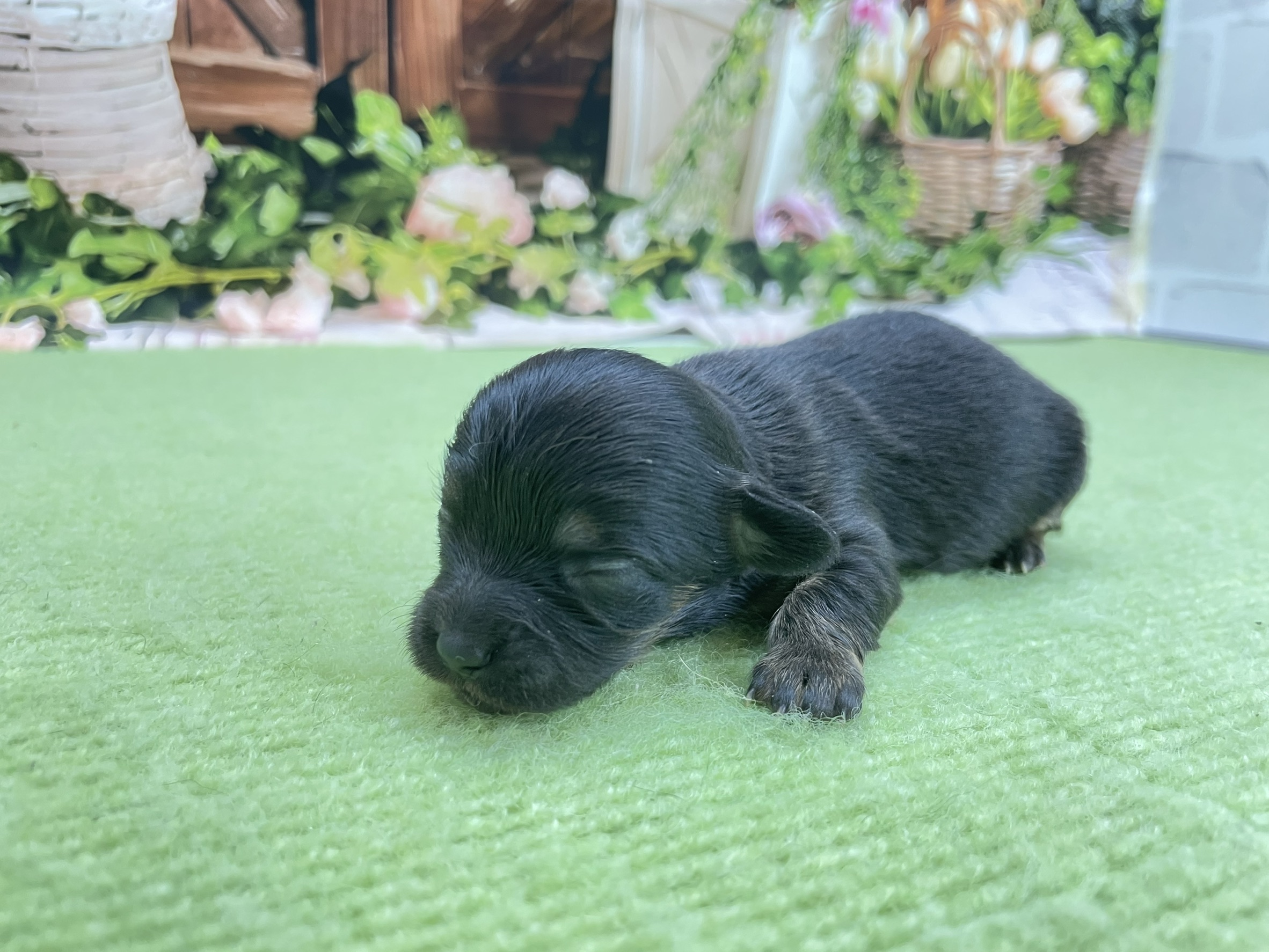 赤ちゃん写真1-2