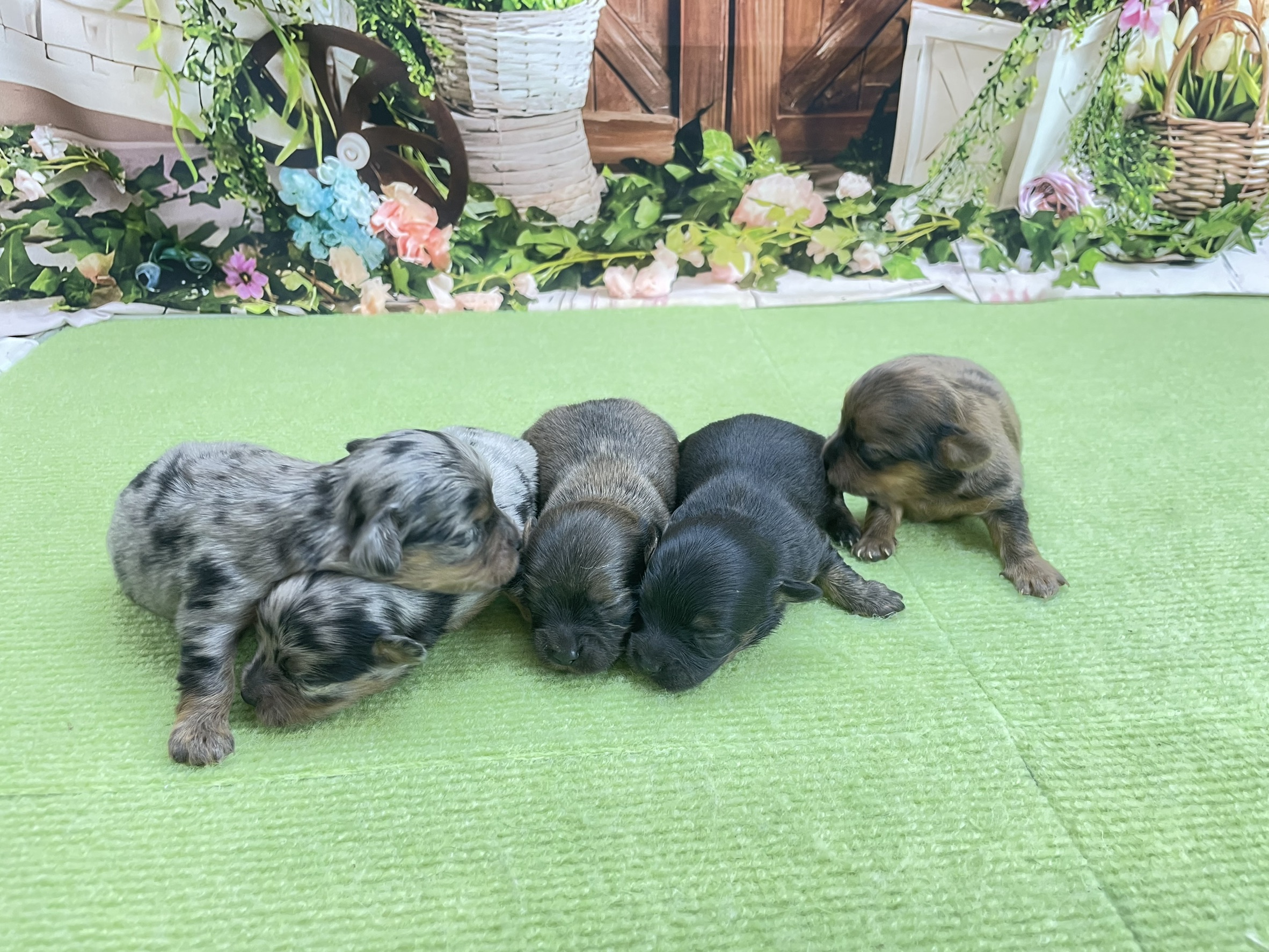 赤ちゃん写真1-3