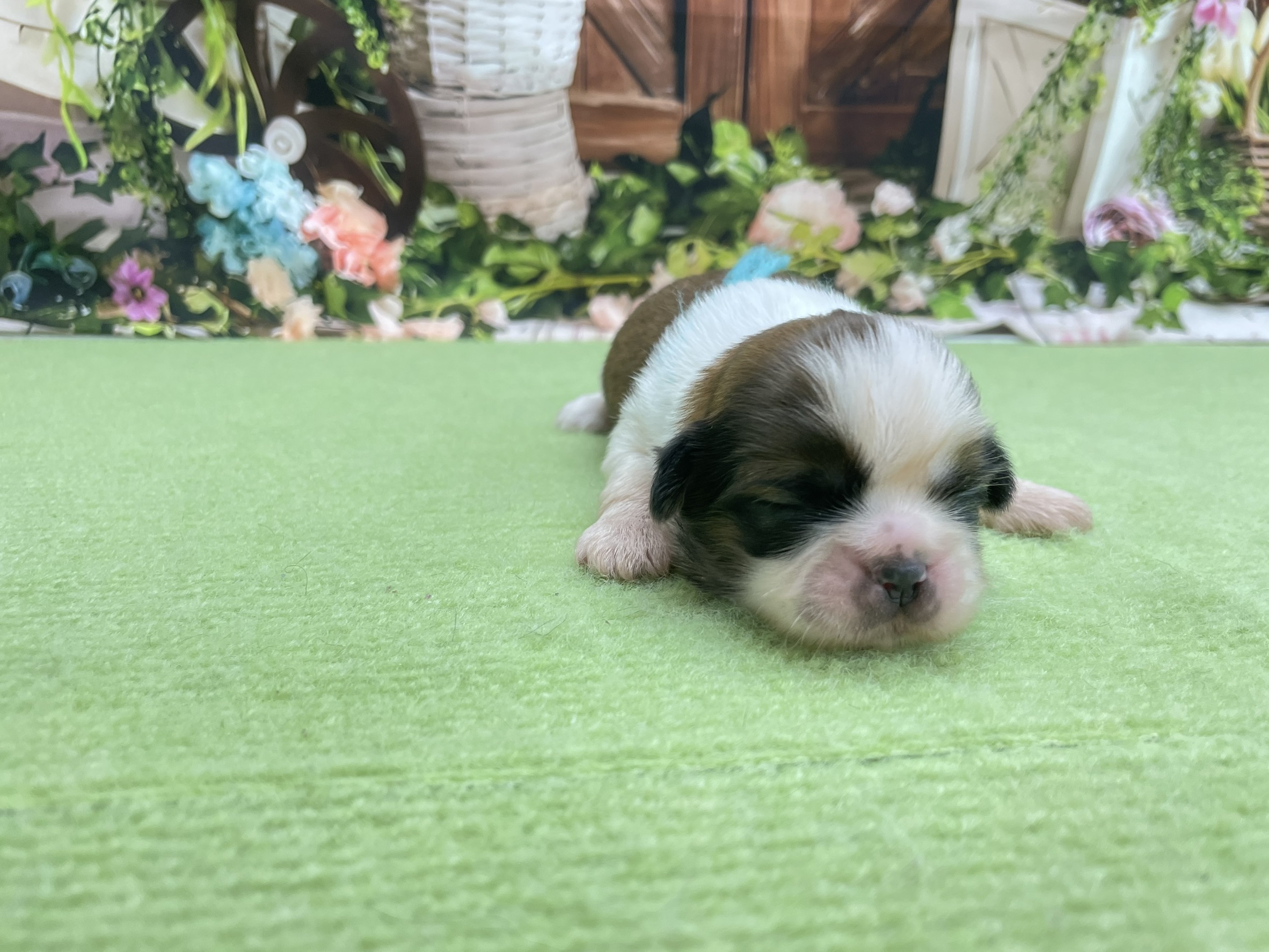 赤ちゃん写真1-1