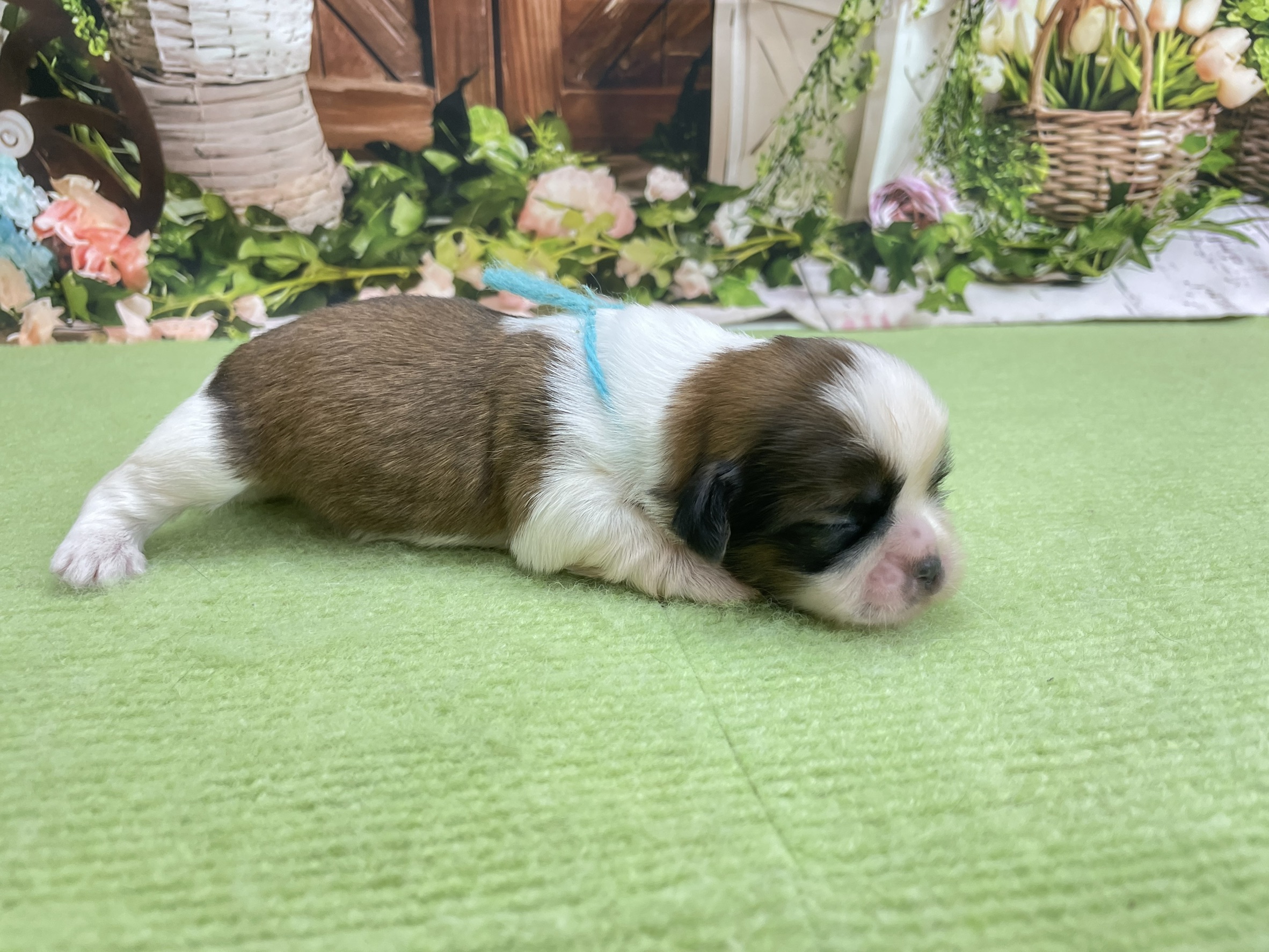 赤ちゃん写真1-2