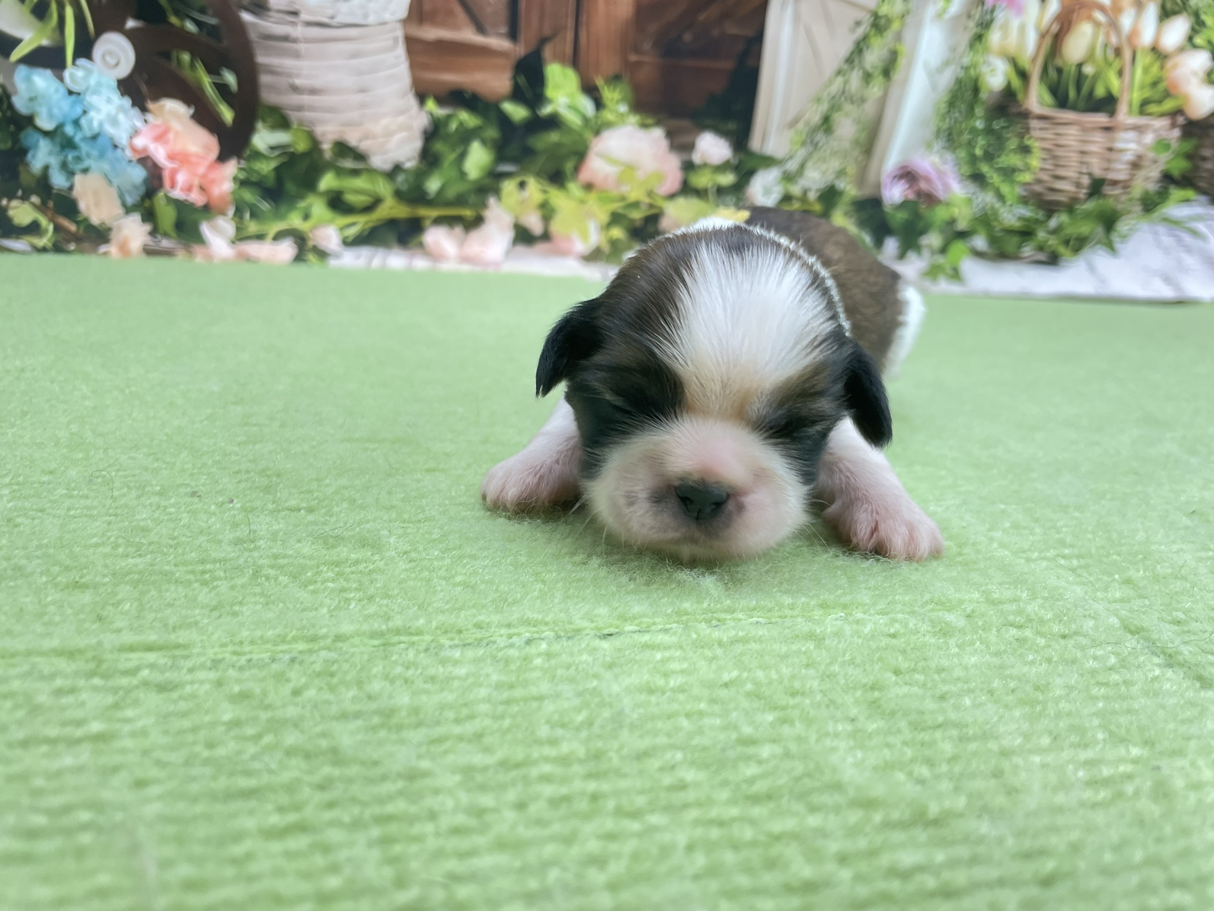 赤ちゃん写真1-1