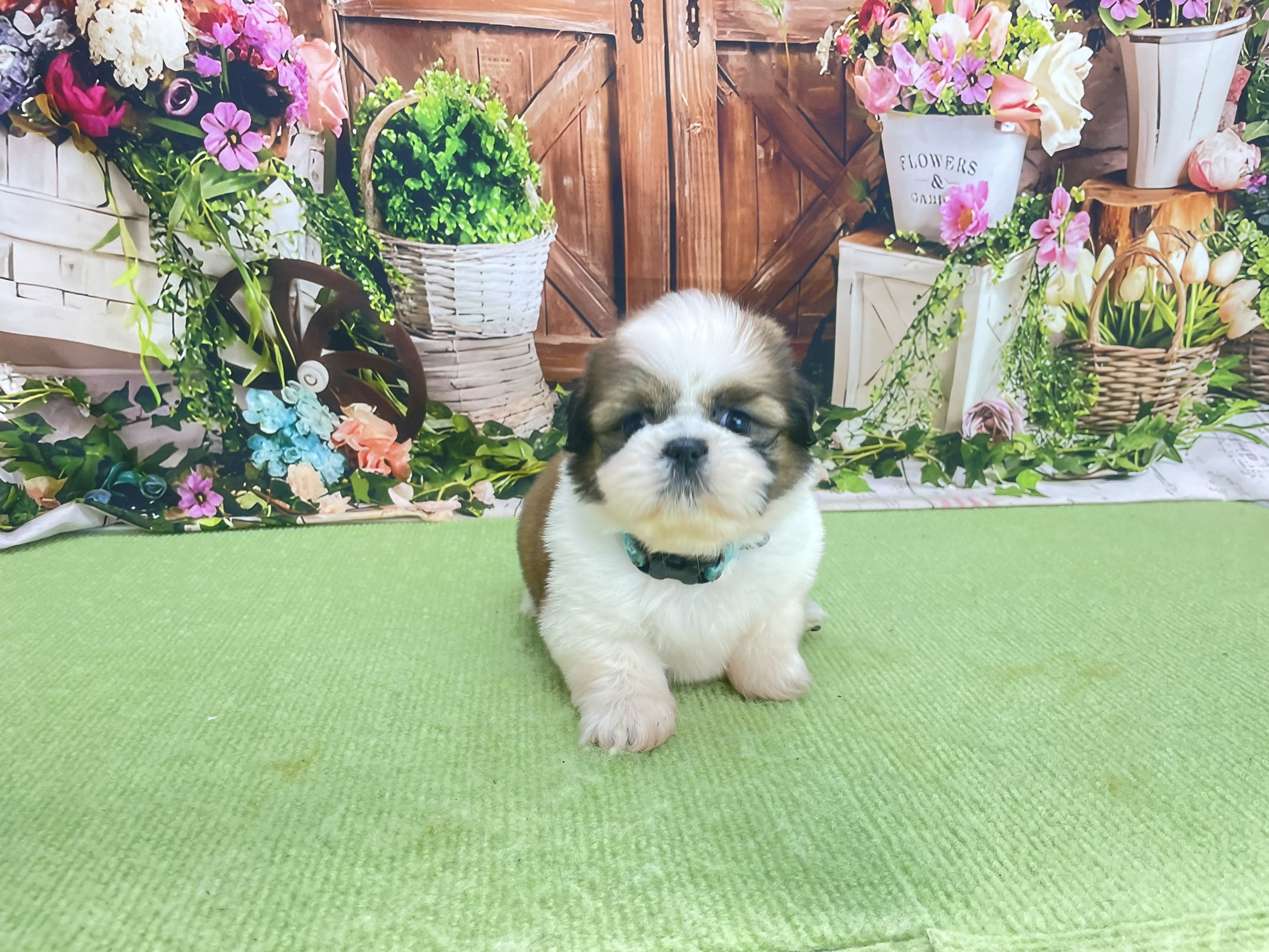 赤ちゃん写真2-1