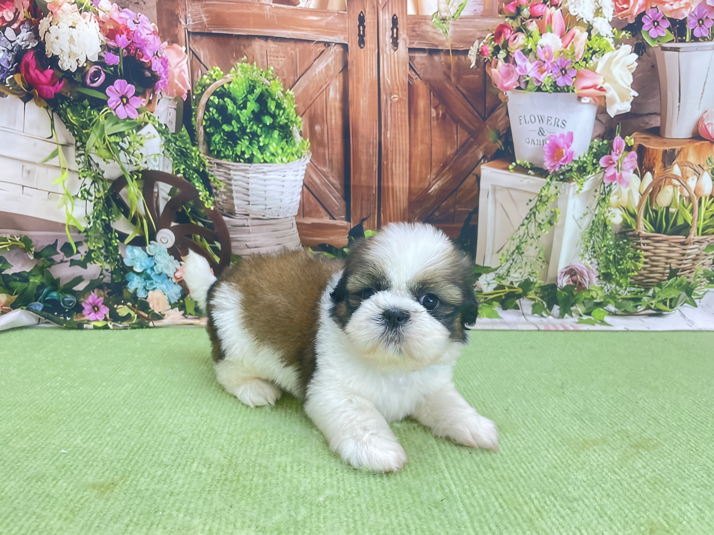 赤ちゃん写真2-1