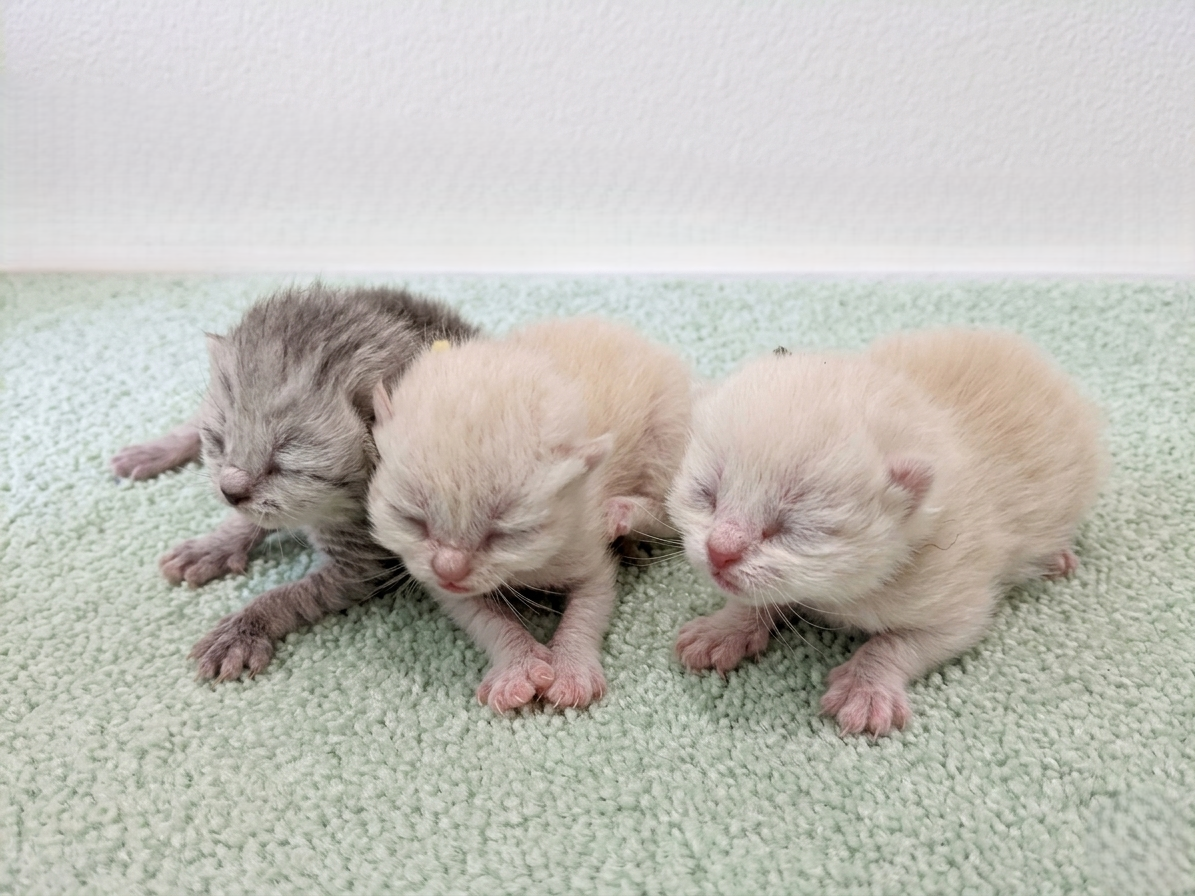 赤ちゃん写真1-3