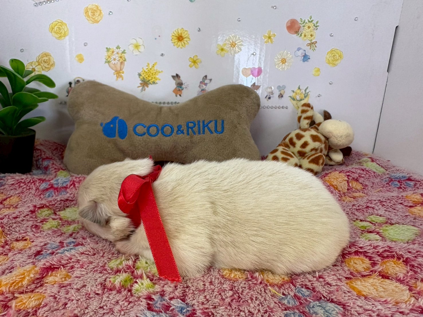 赤ちゃん写真1-2