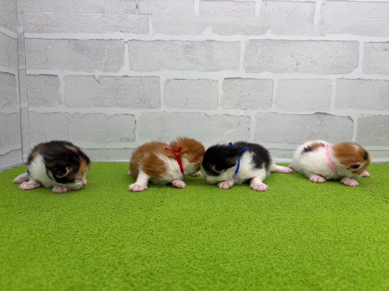 赤ちゃん写真1-3