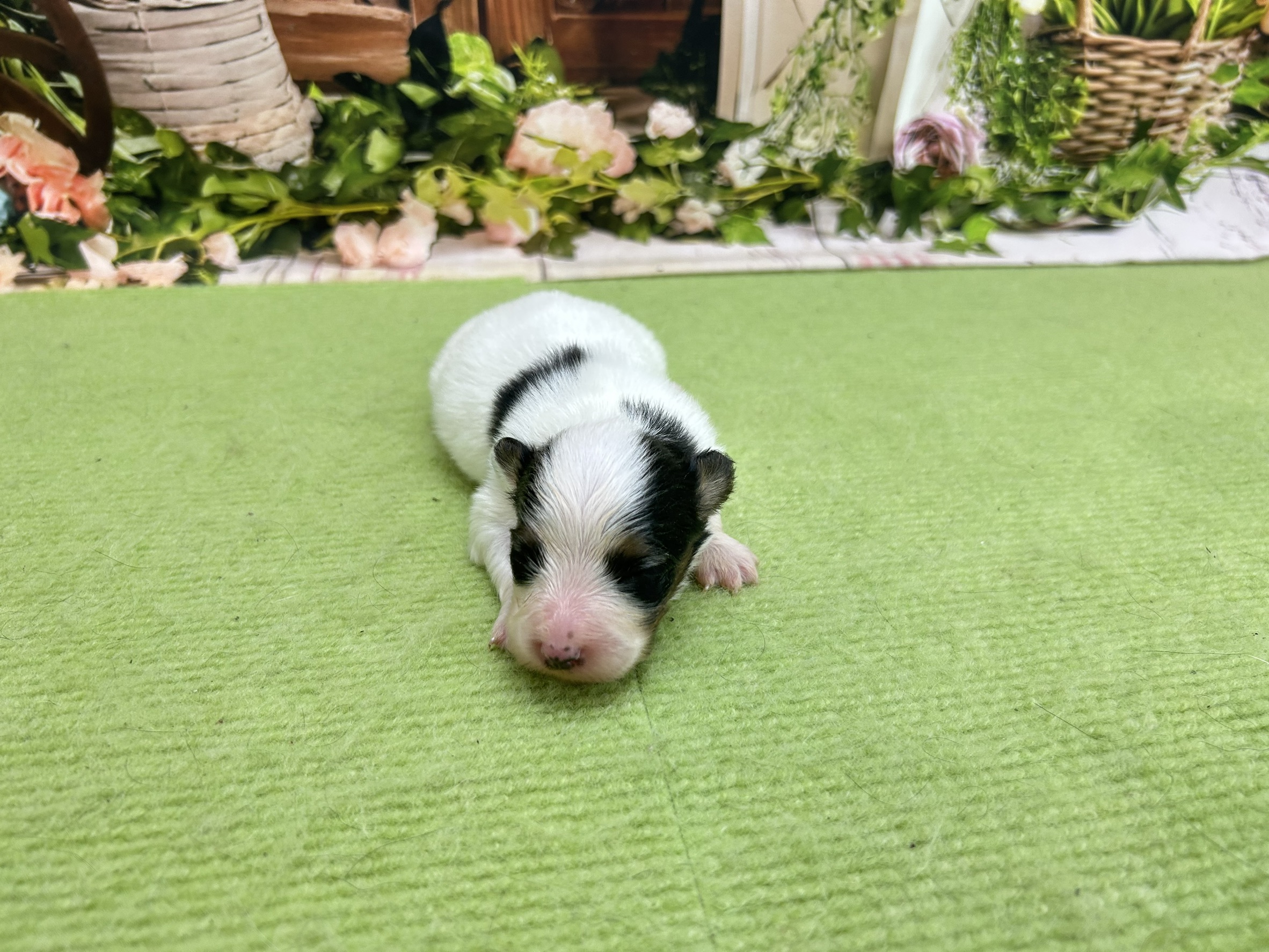 赤ちゃん写真1-1