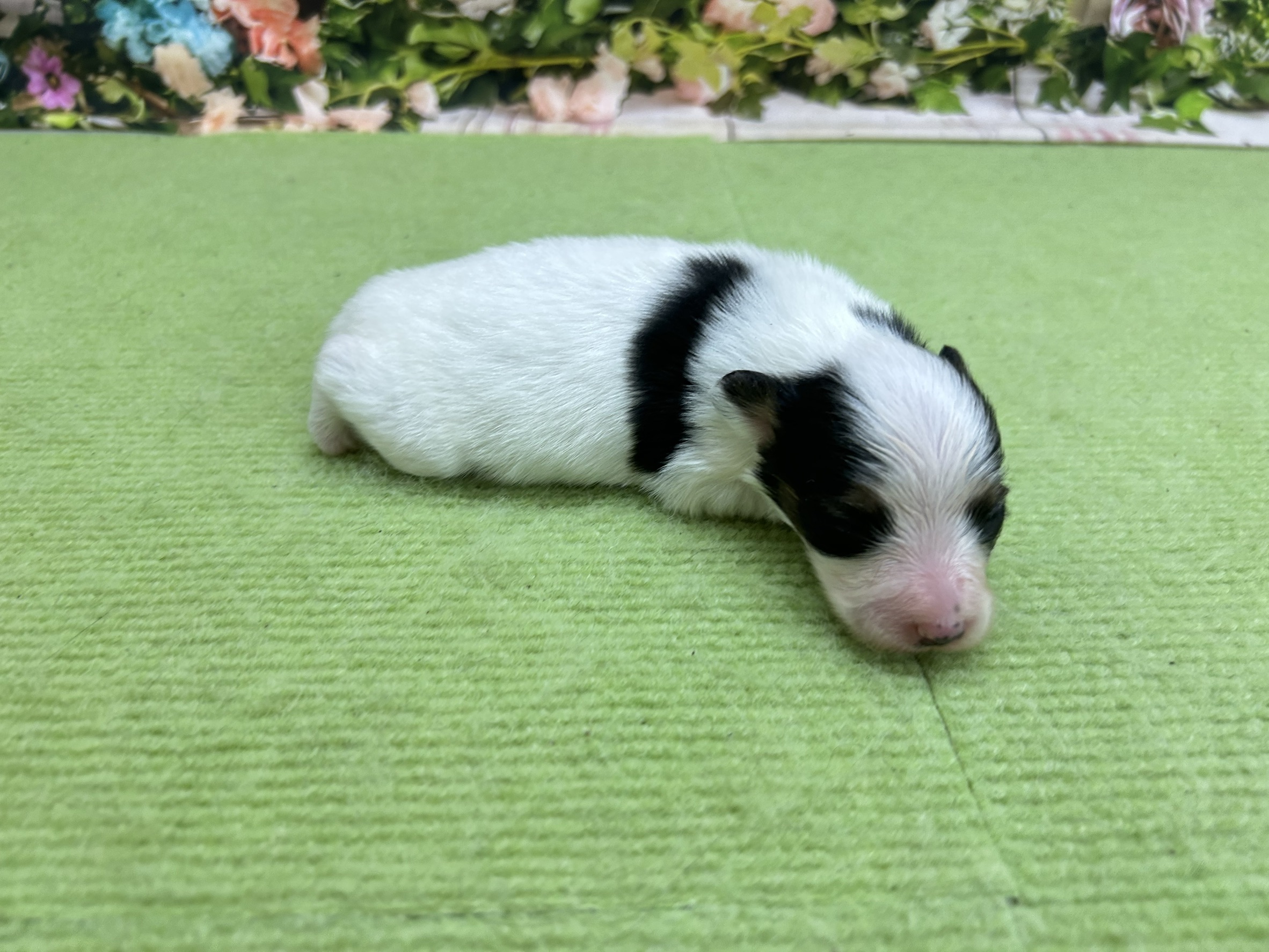 赤ちゃん写真1-2