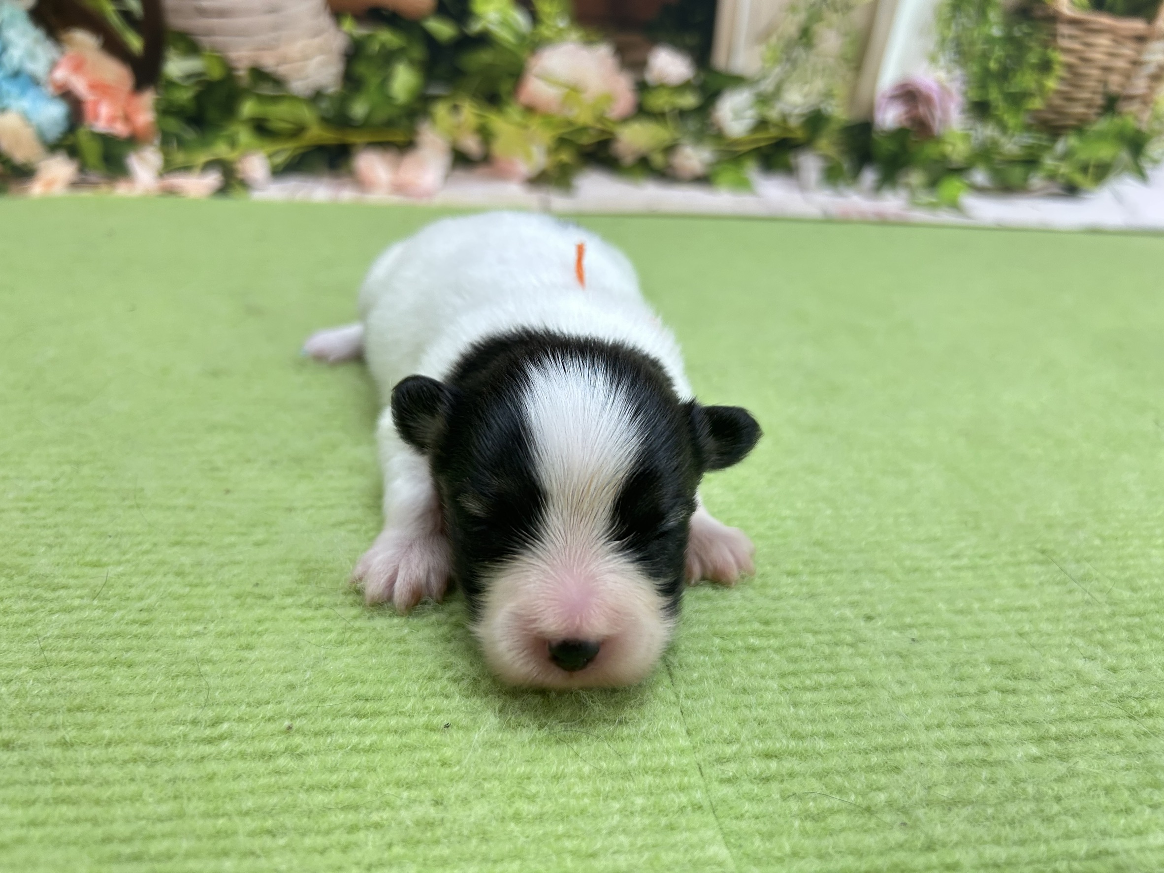 赤ちゃん写真1-1