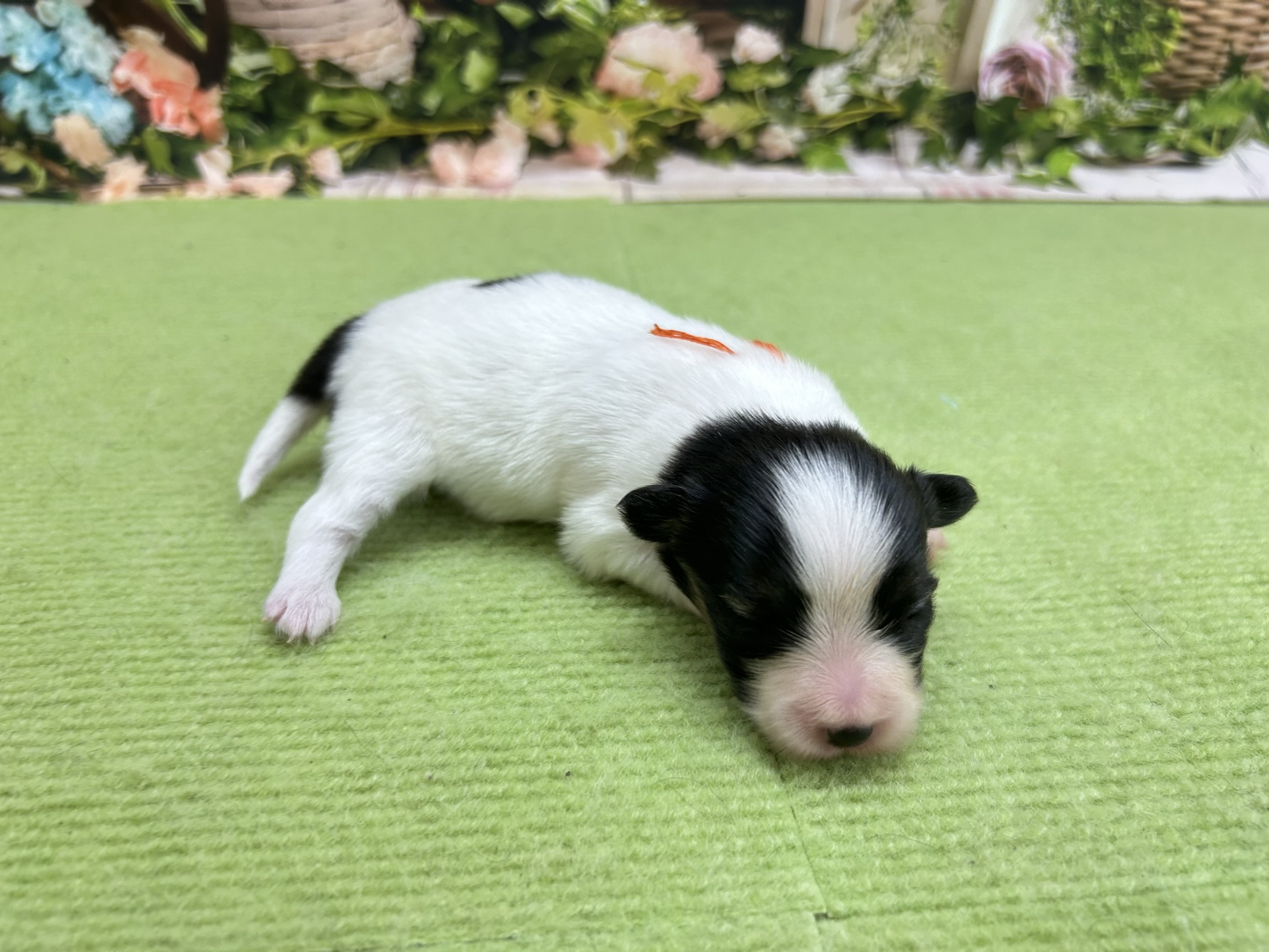赤ちゃん写真1-2