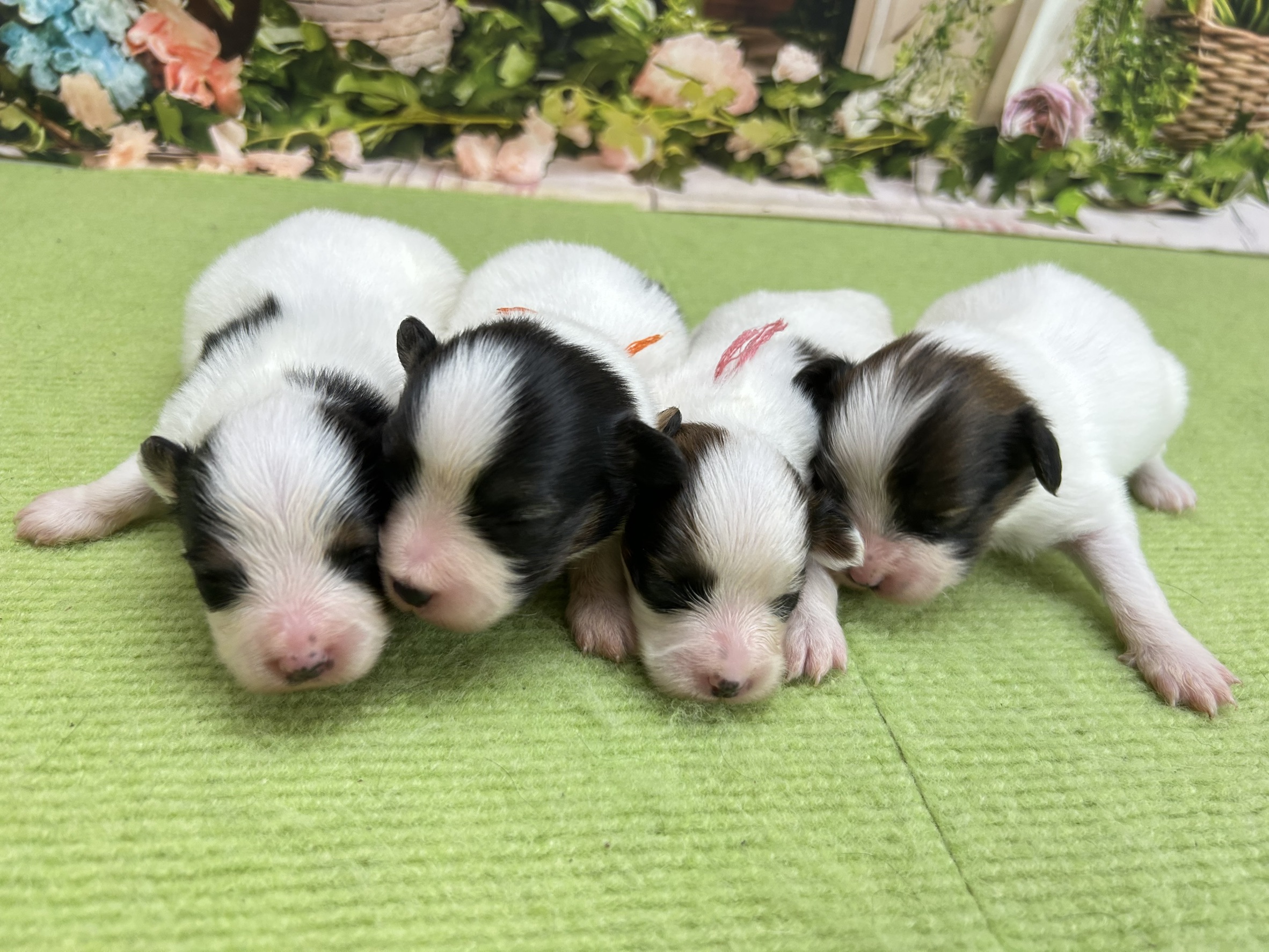 赤ちゃん写真1-3