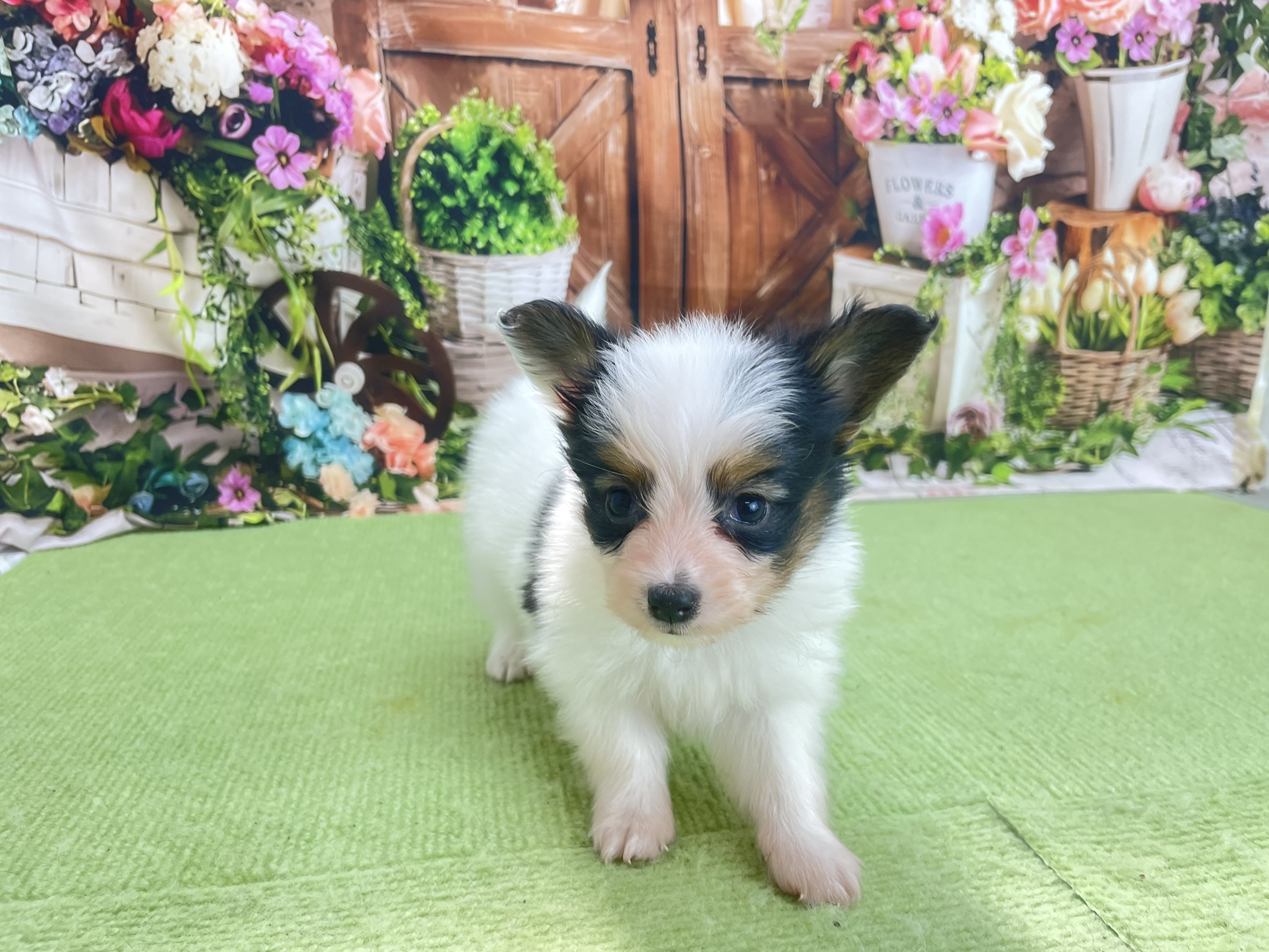 赤ちゃん写真2-1