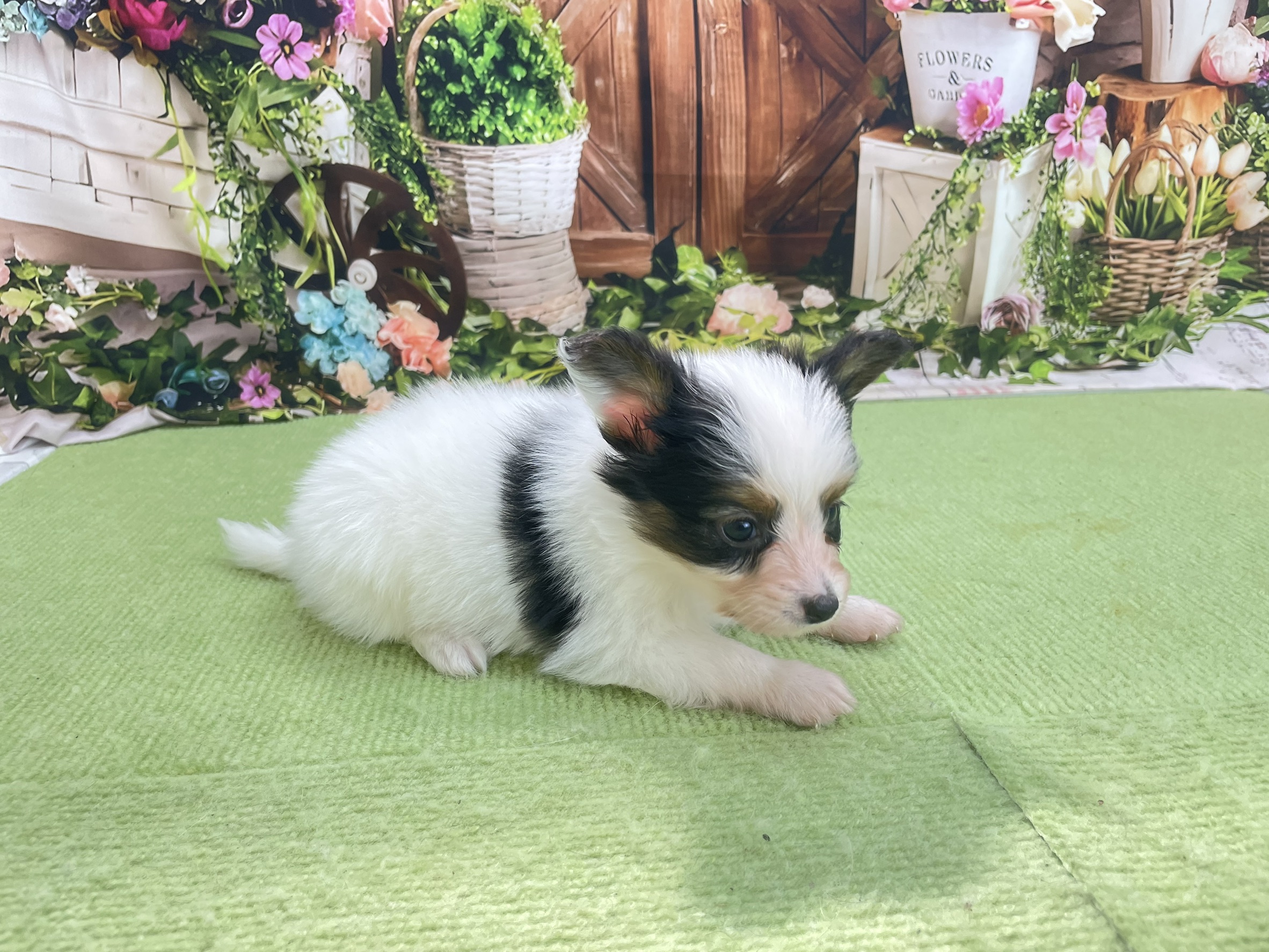 赤ちゃん写真2-2