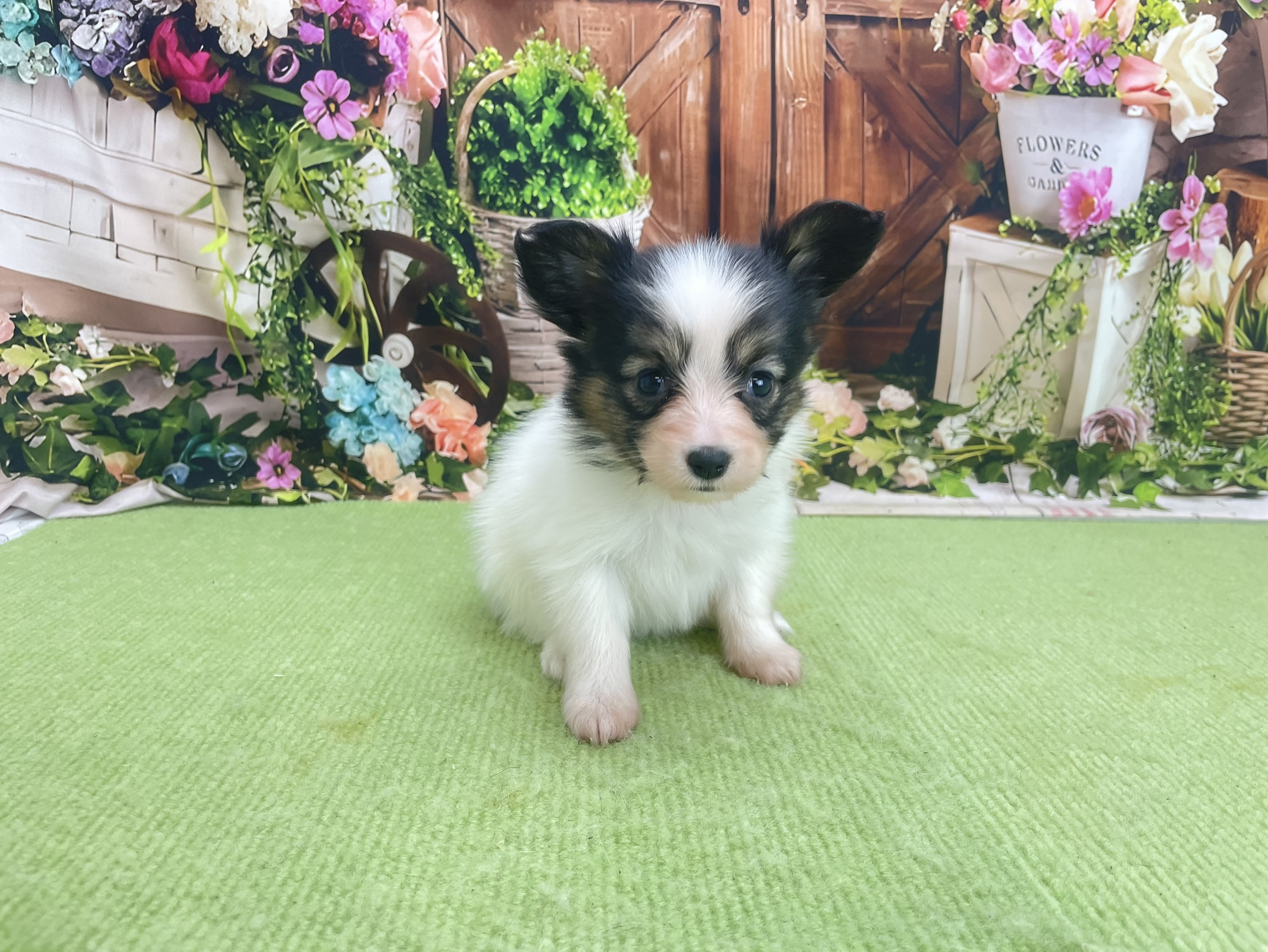 赤ちゃん写真2-1