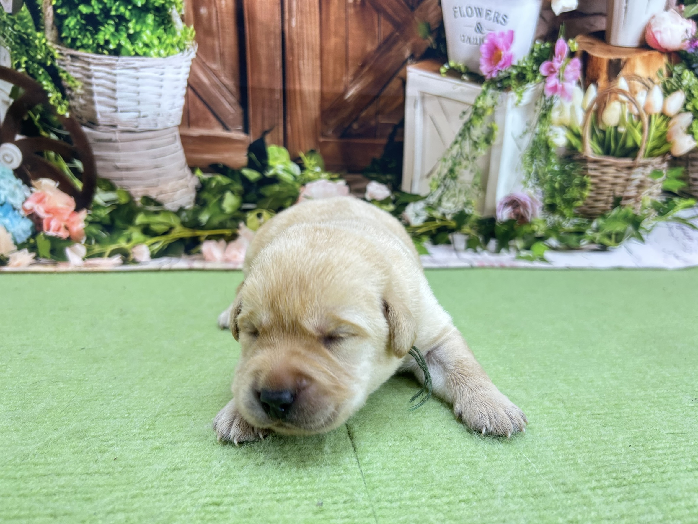 赤ちゃん写真1-1
