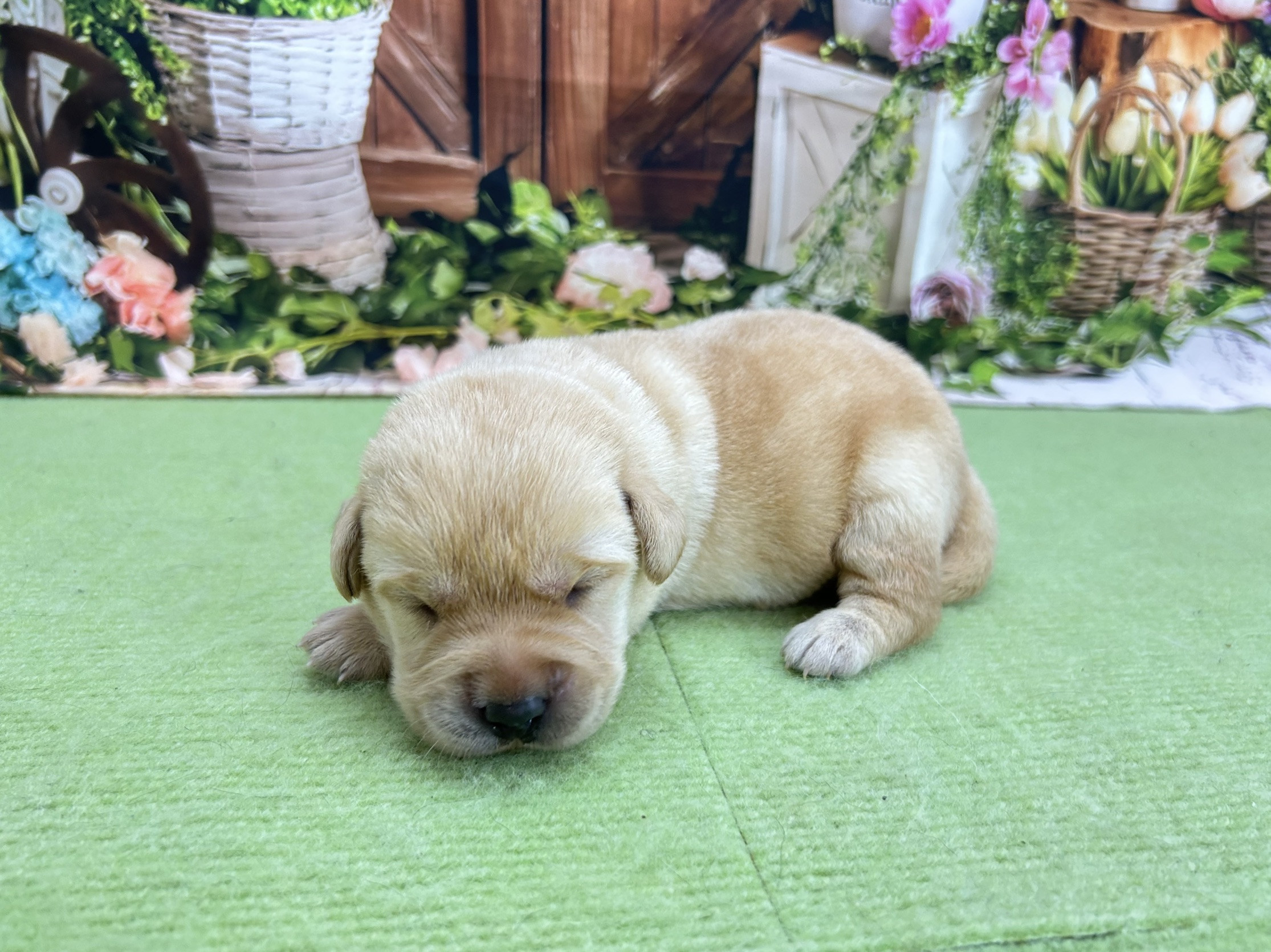 赤ちゃん写真1-2