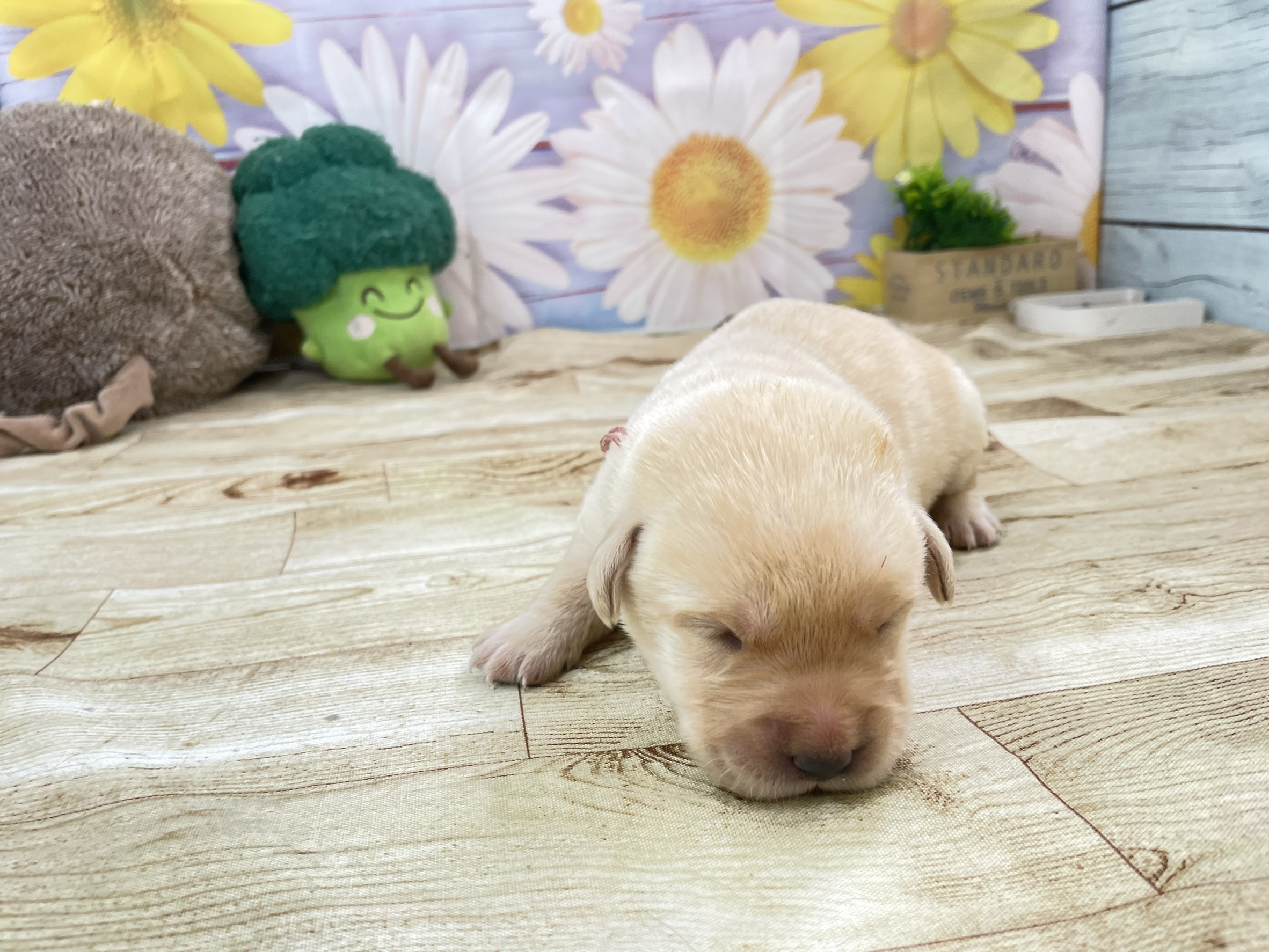 赤ちゃん写真1-1