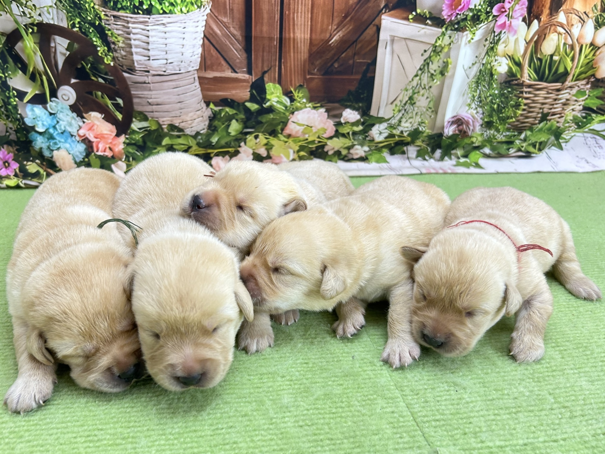 赤ちゃん写真1-3