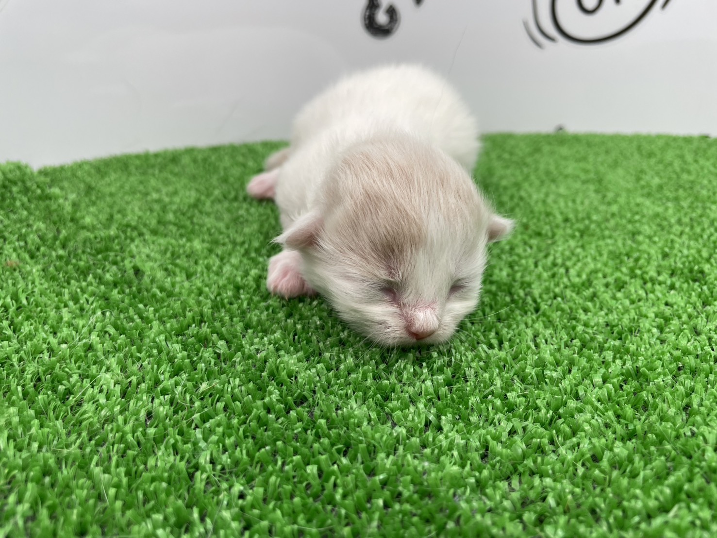 赤ちゃん写真1-1