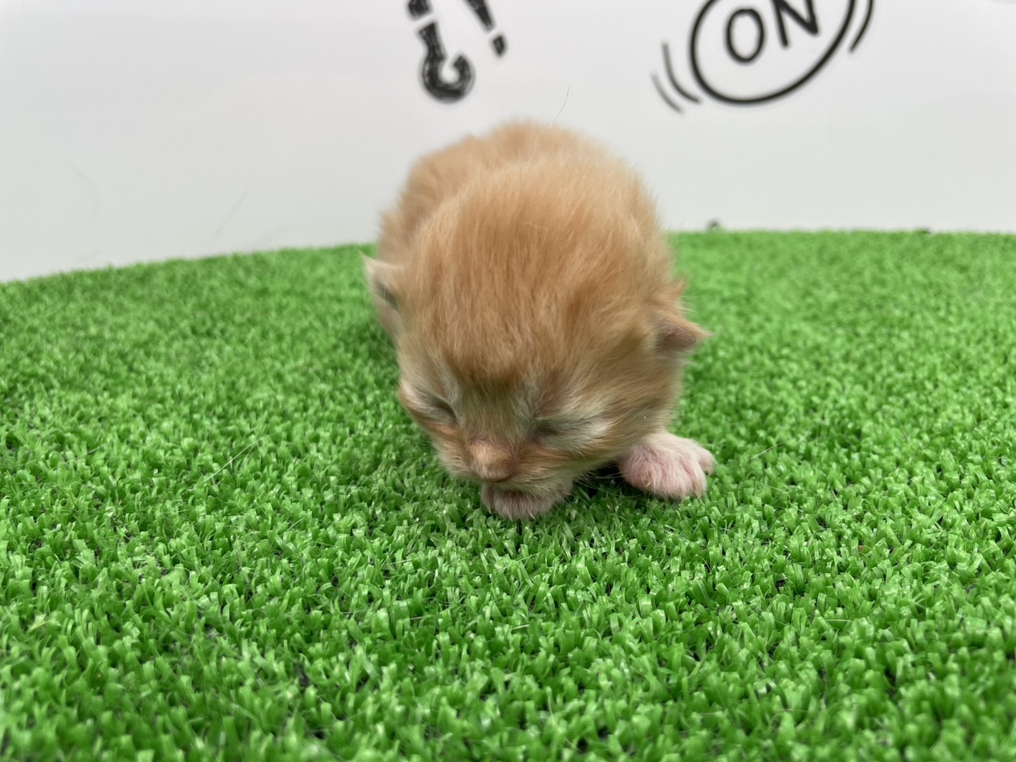 赤ちゃん写真1-1