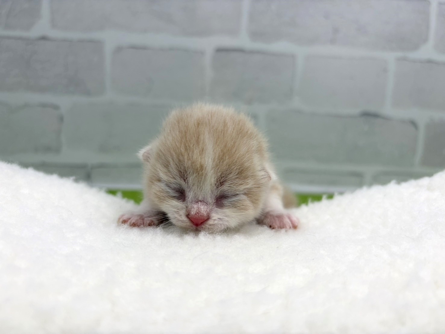 赤ちゃん写真1-1