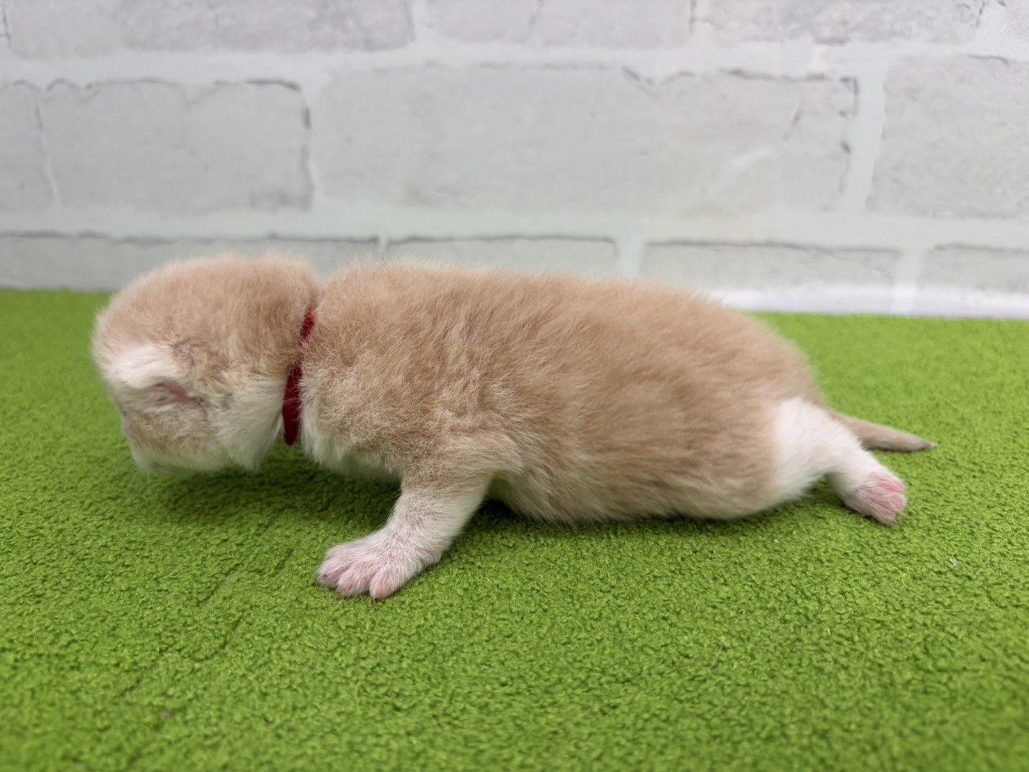 赤ちゃん写真1-2