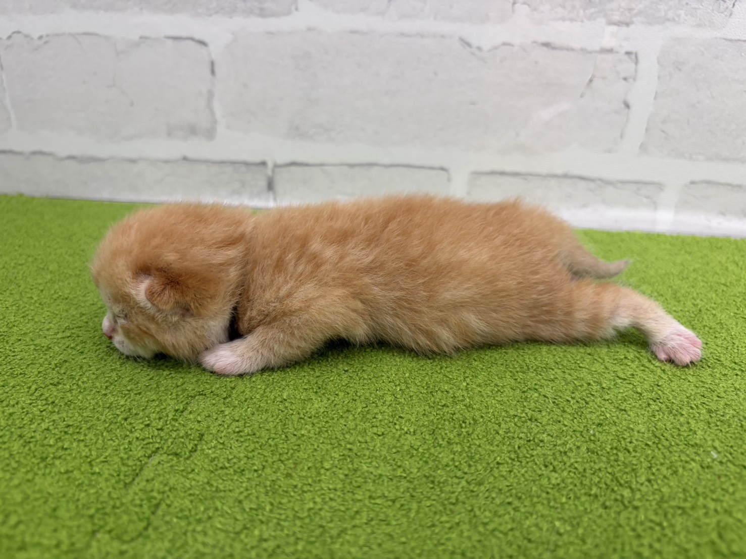 赤ちゃん写真1-2
