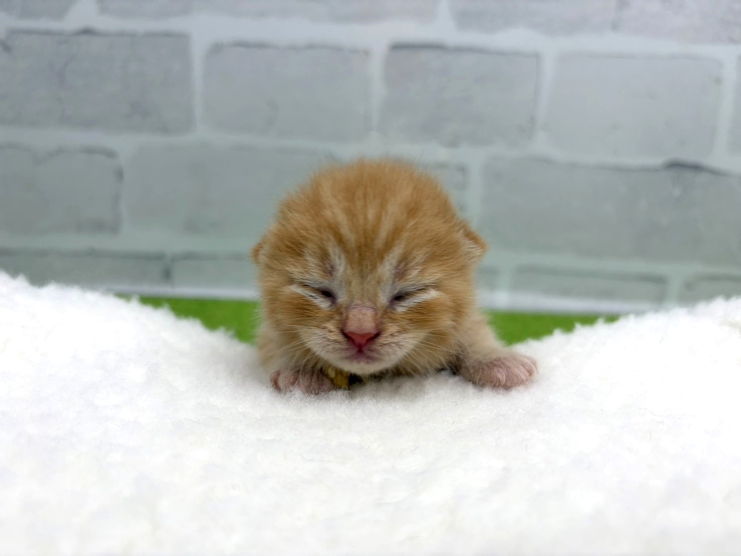 赤ちゃん写真1-1