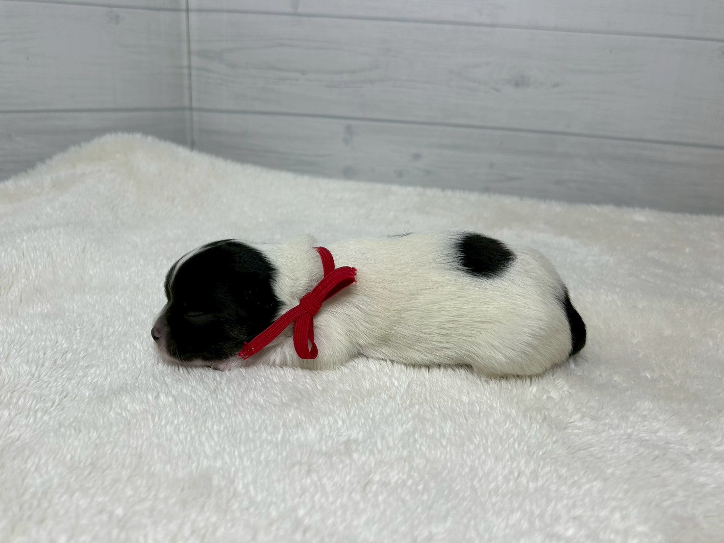 赤ちゃん写真1-2