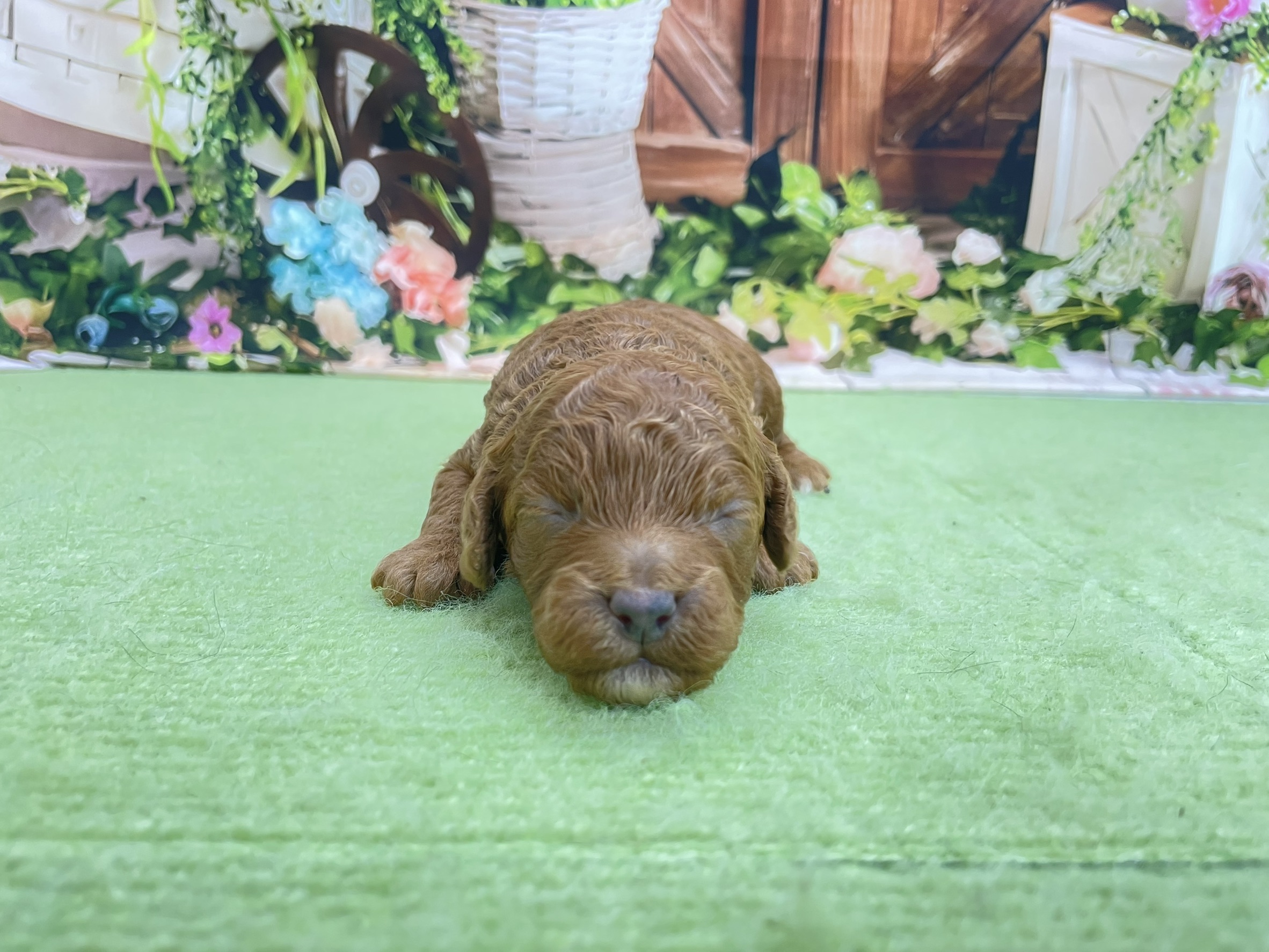 赤ちゃん写真1-1