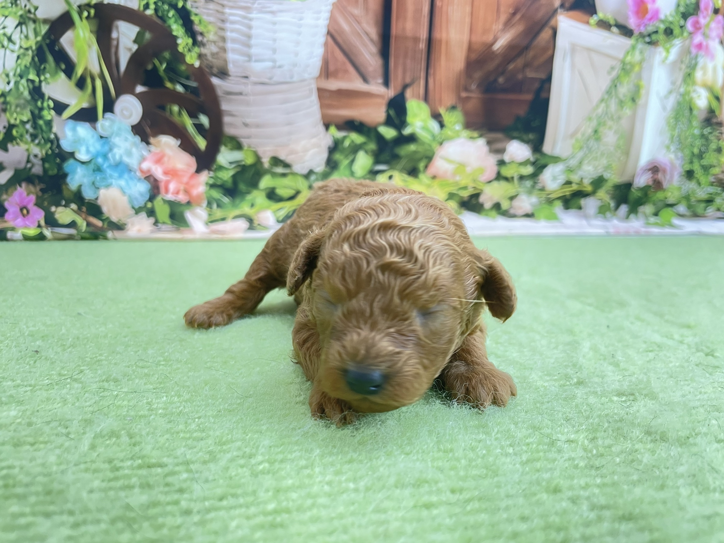 赤ちゃん写真1-1