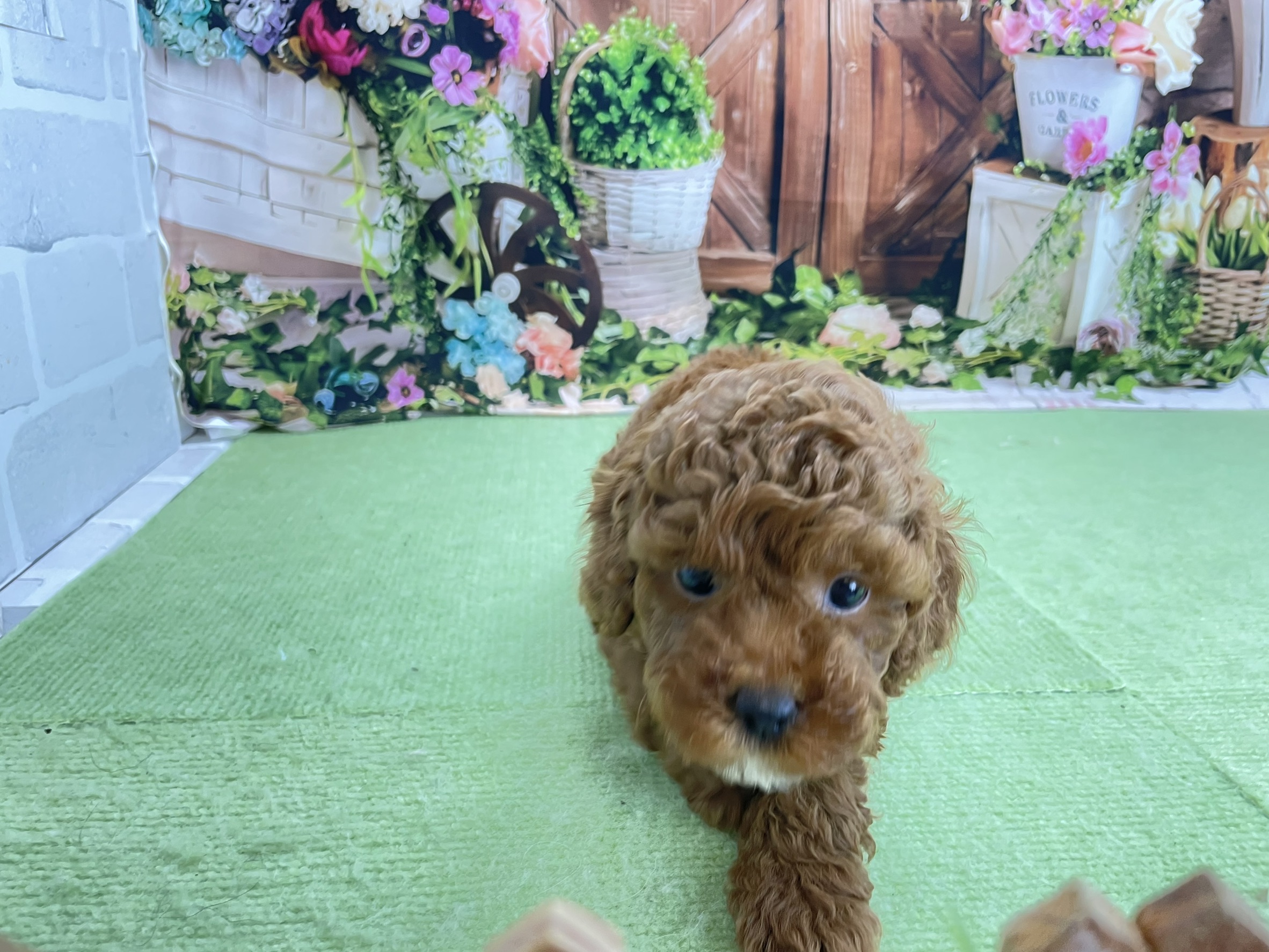 赤ちゃん写真2-1