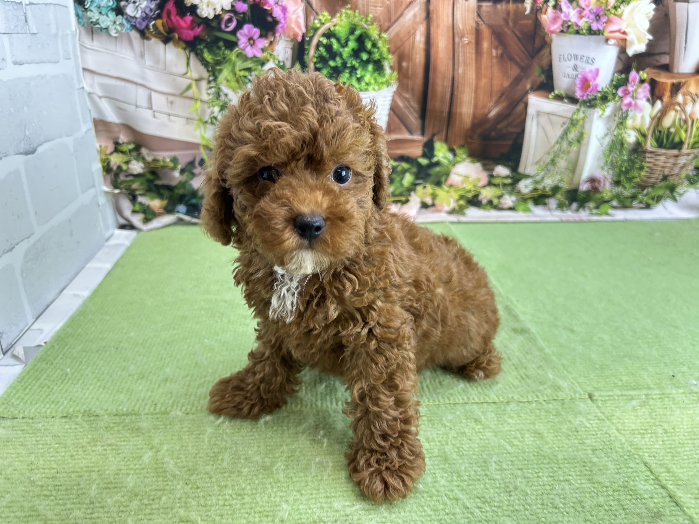 赤ちゃん写真3-2