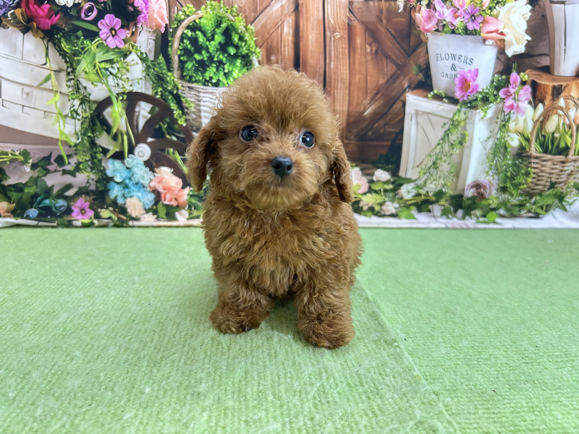 赤ちゃん写真3-1