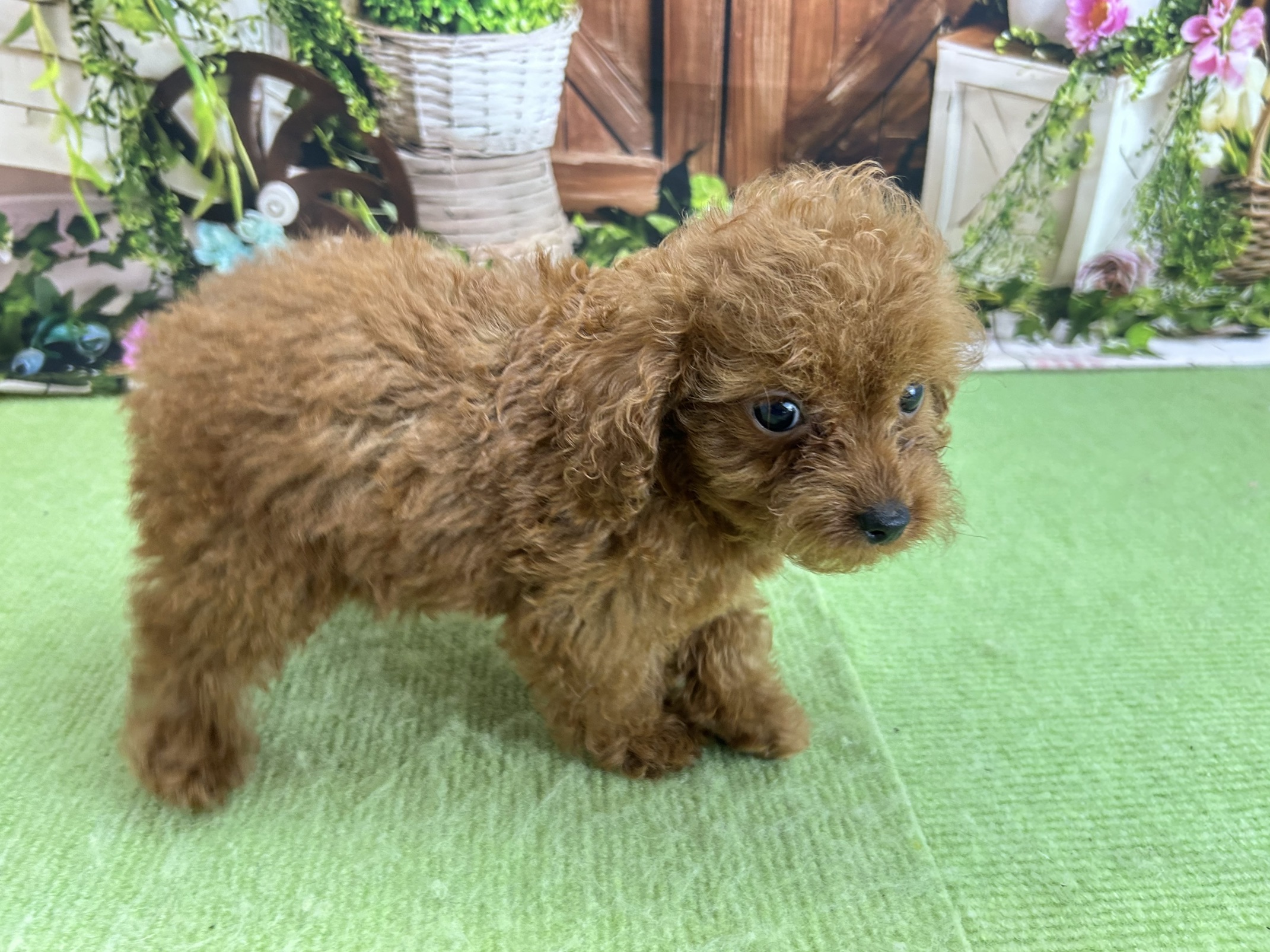 赤ちゃん写真3-2