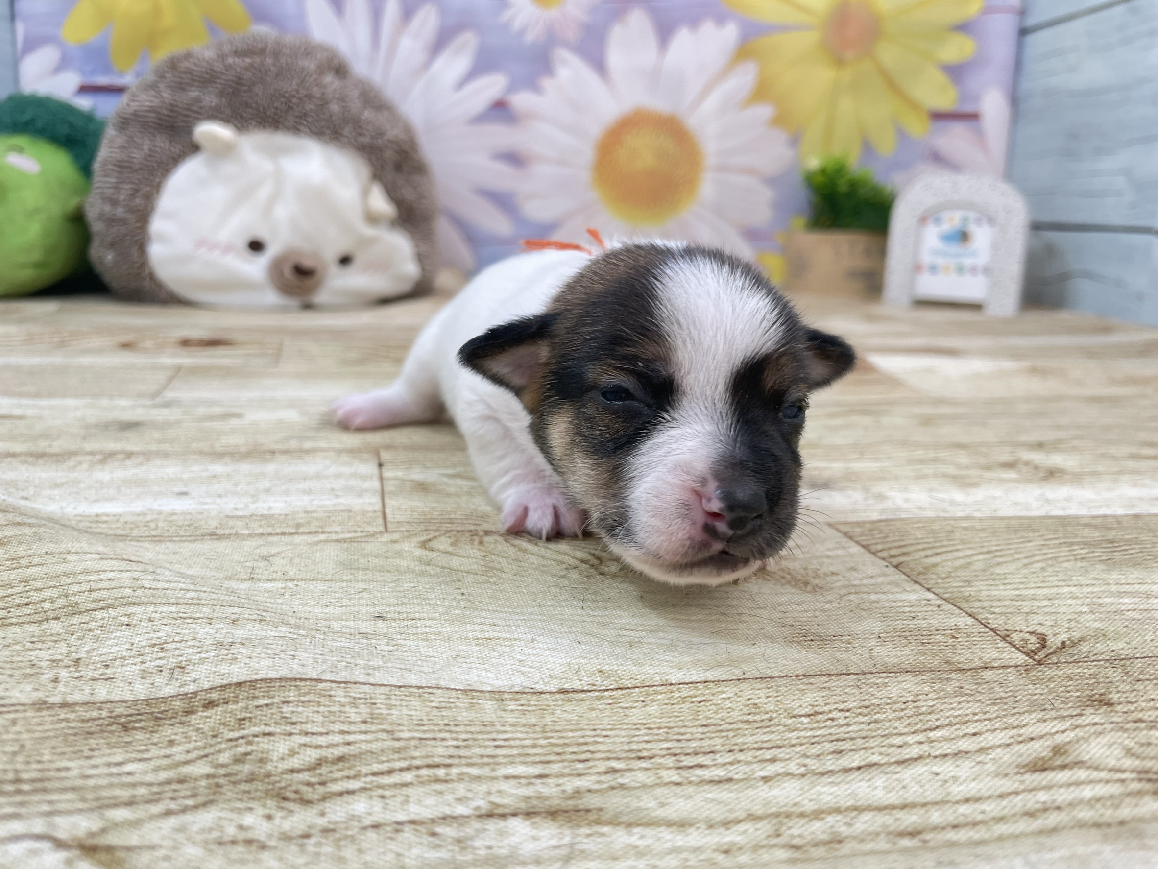 赤ちゃん写真1-1