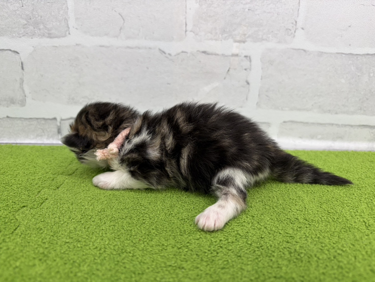 赤ちゃん写真1-2