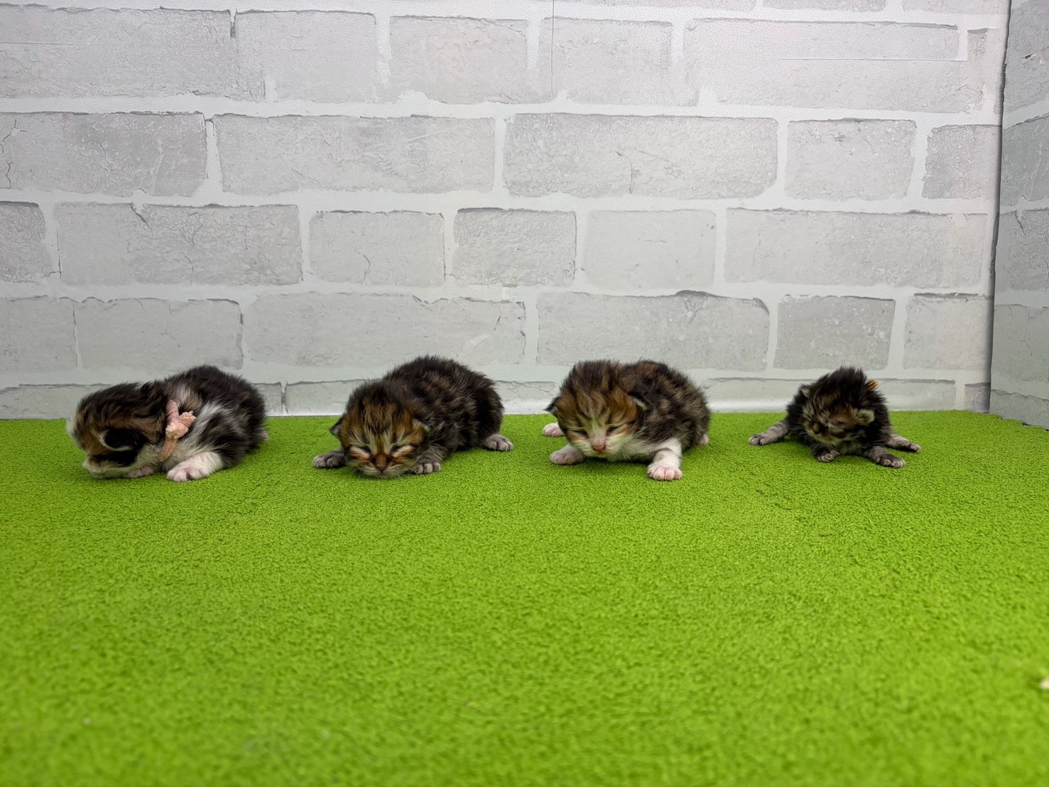 赤ちゃん写真1-3