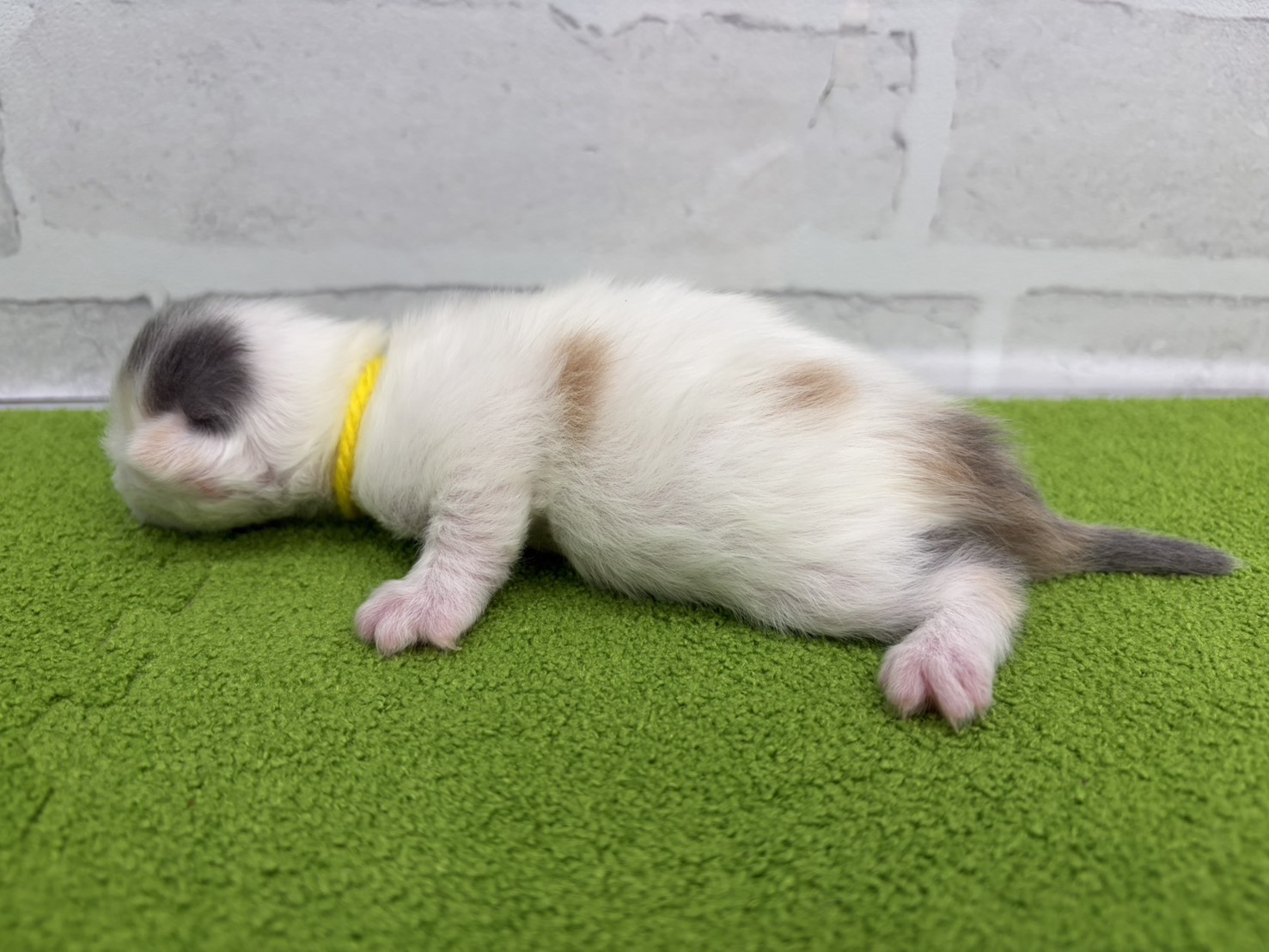 赤ちゃん写真1-2